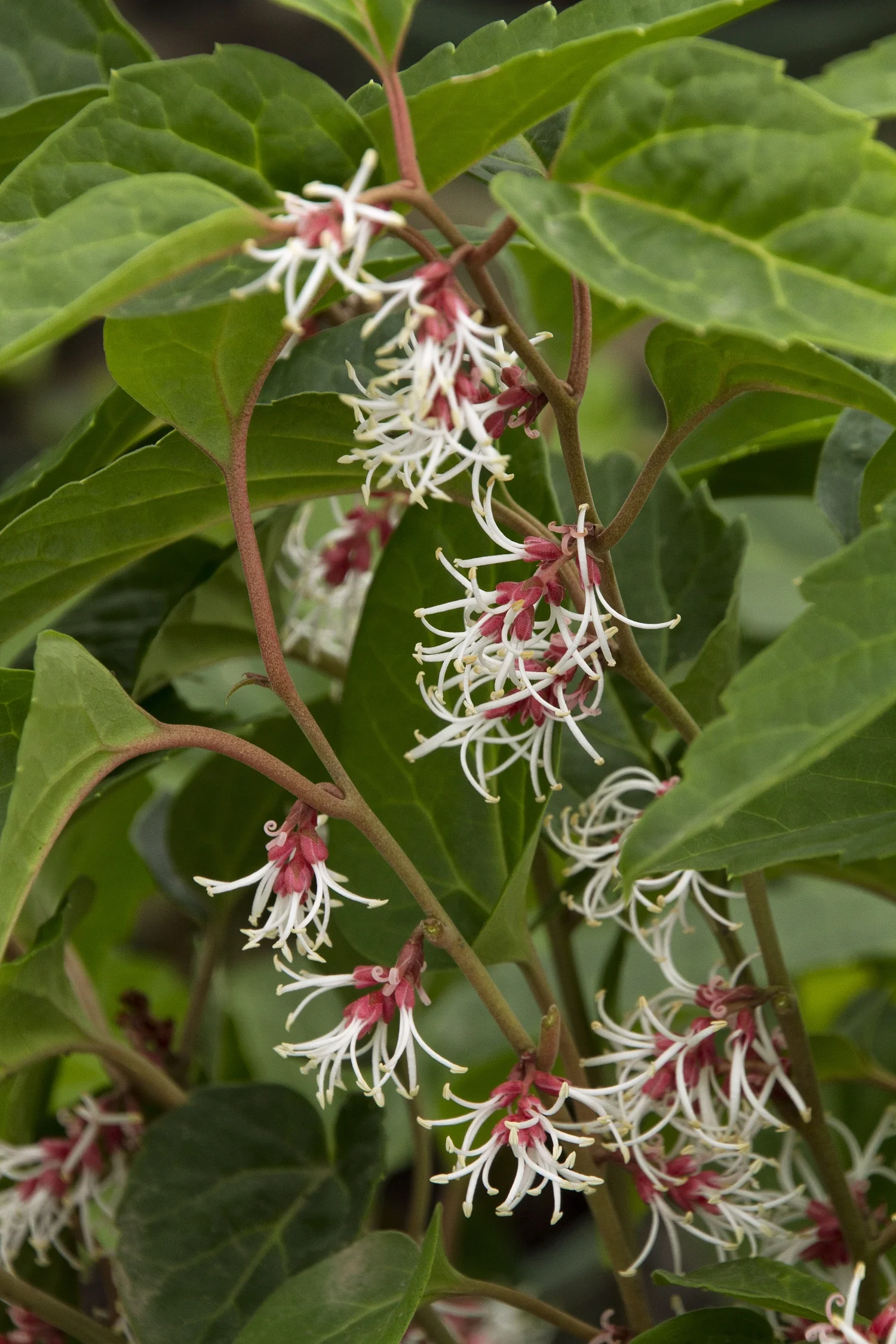 Windcliff Fragrant Pachysandra 12 Windcliff Fragrant Pachysandra