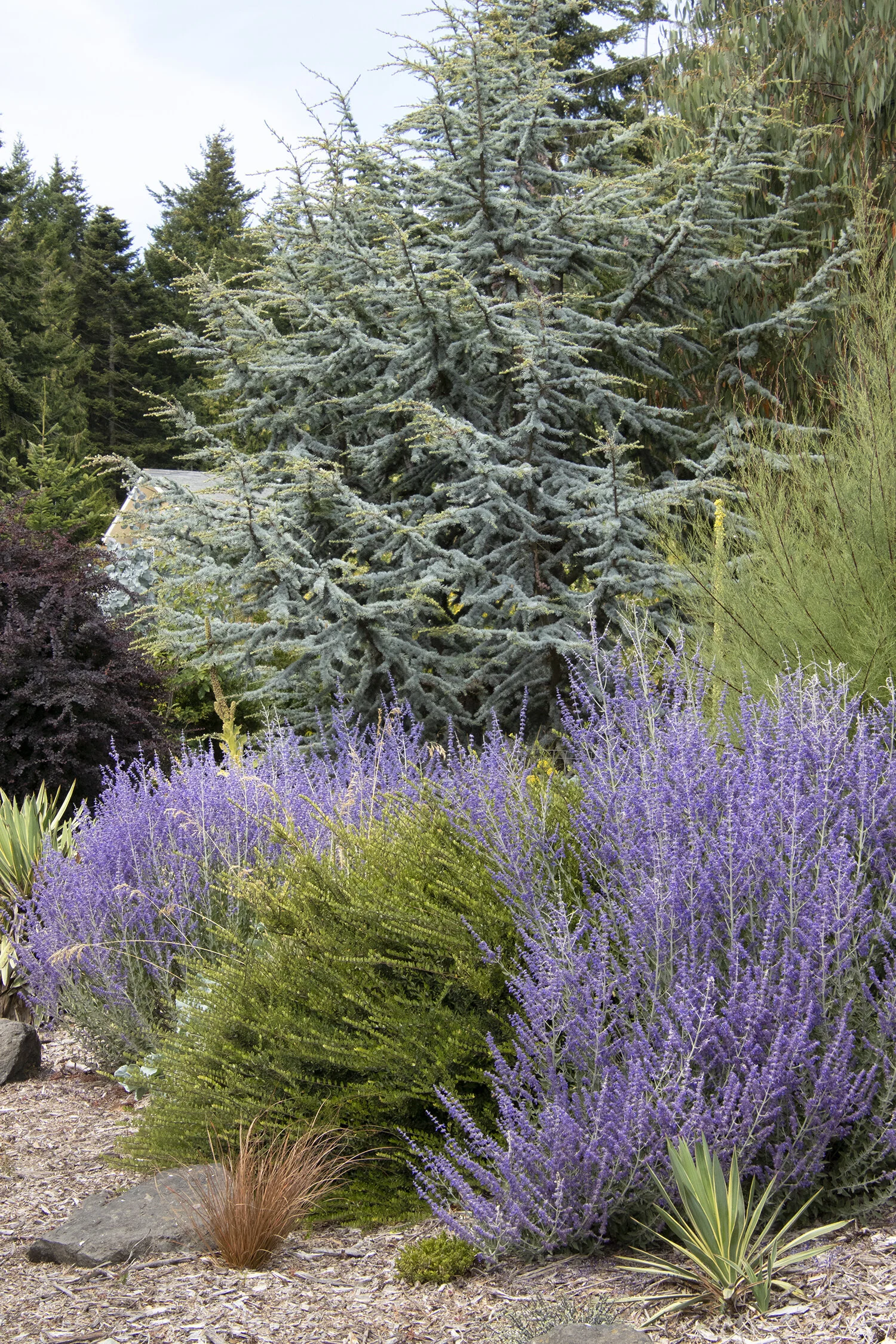 Lacey Blue Russian Sage 1 Lacey Blue Russian Sage