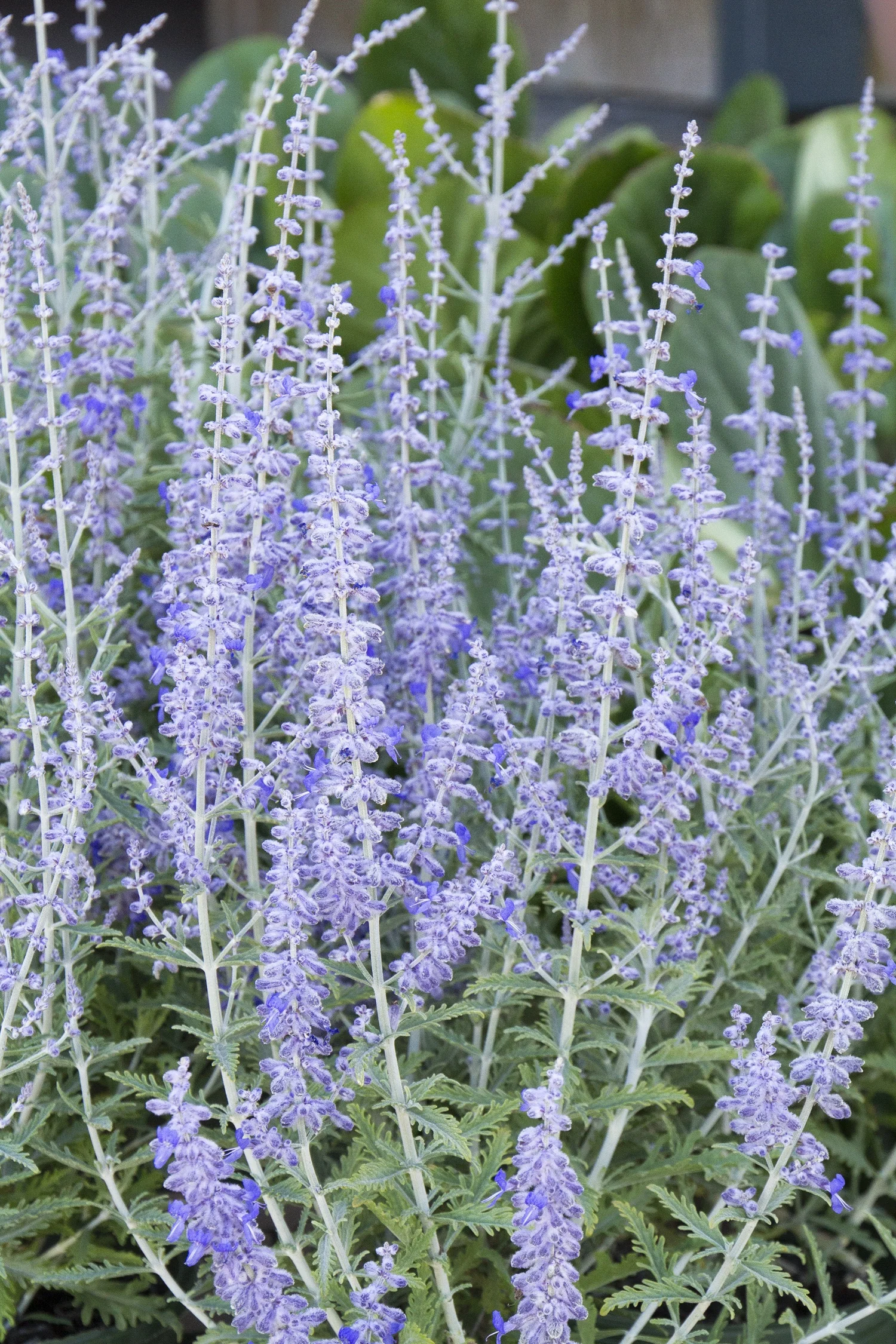Lacey Blue Russian Sage 2 Lacey Blue Russian Sage