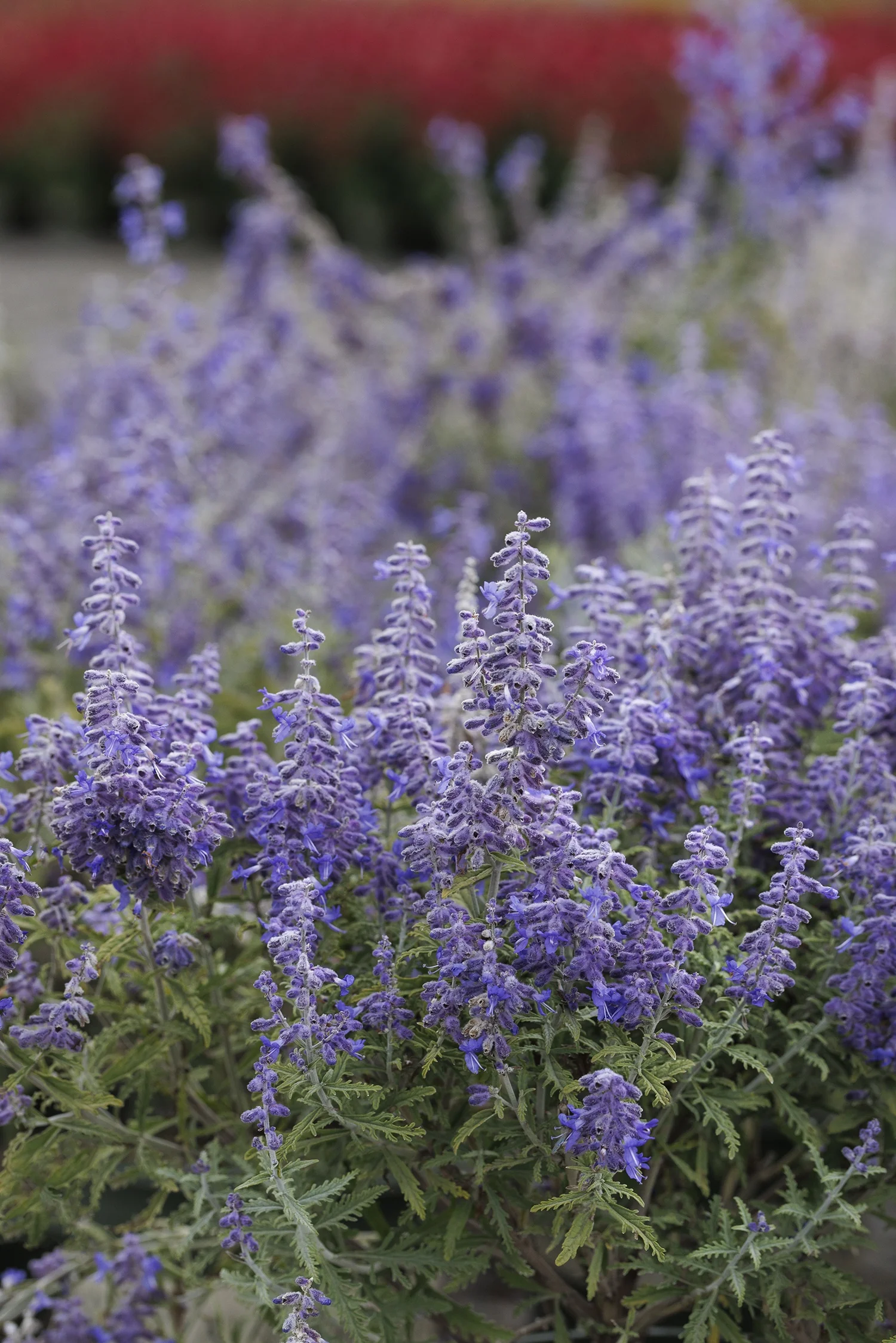 Lacey Blue Russian Sage 3 Lacey Blue Russian Sage