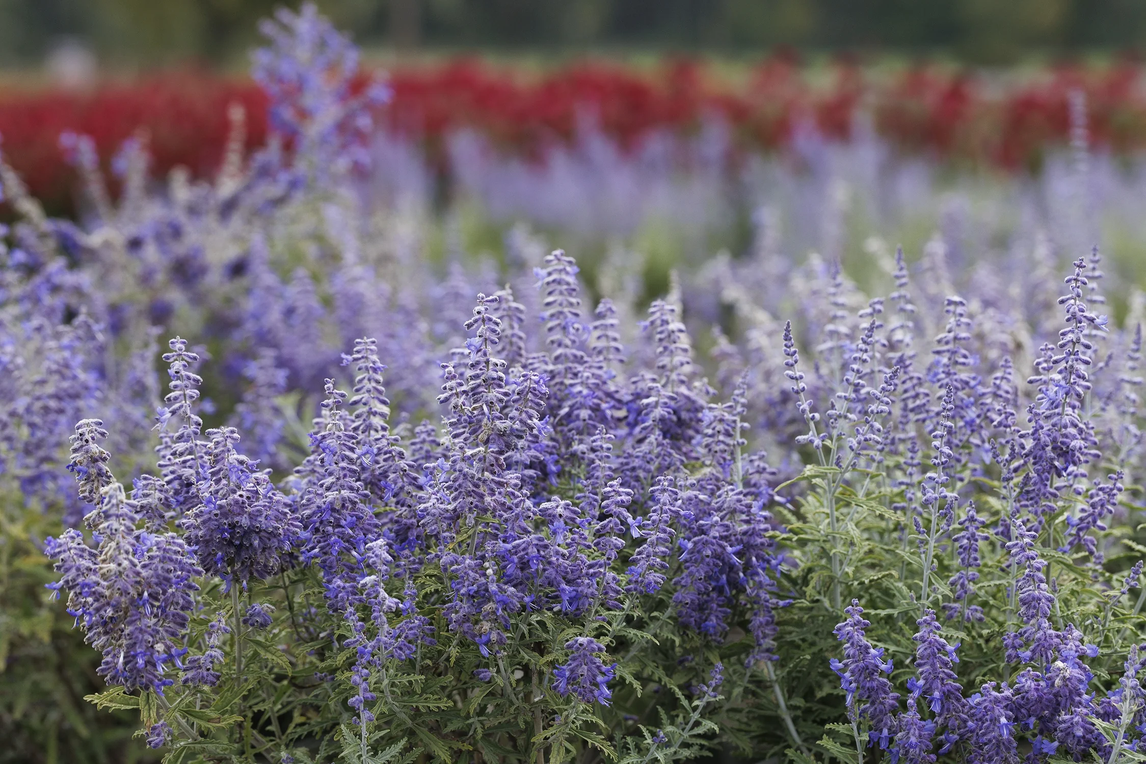 Lacey Blue Russian Sage 4 Lacey Blue Russian Sage
