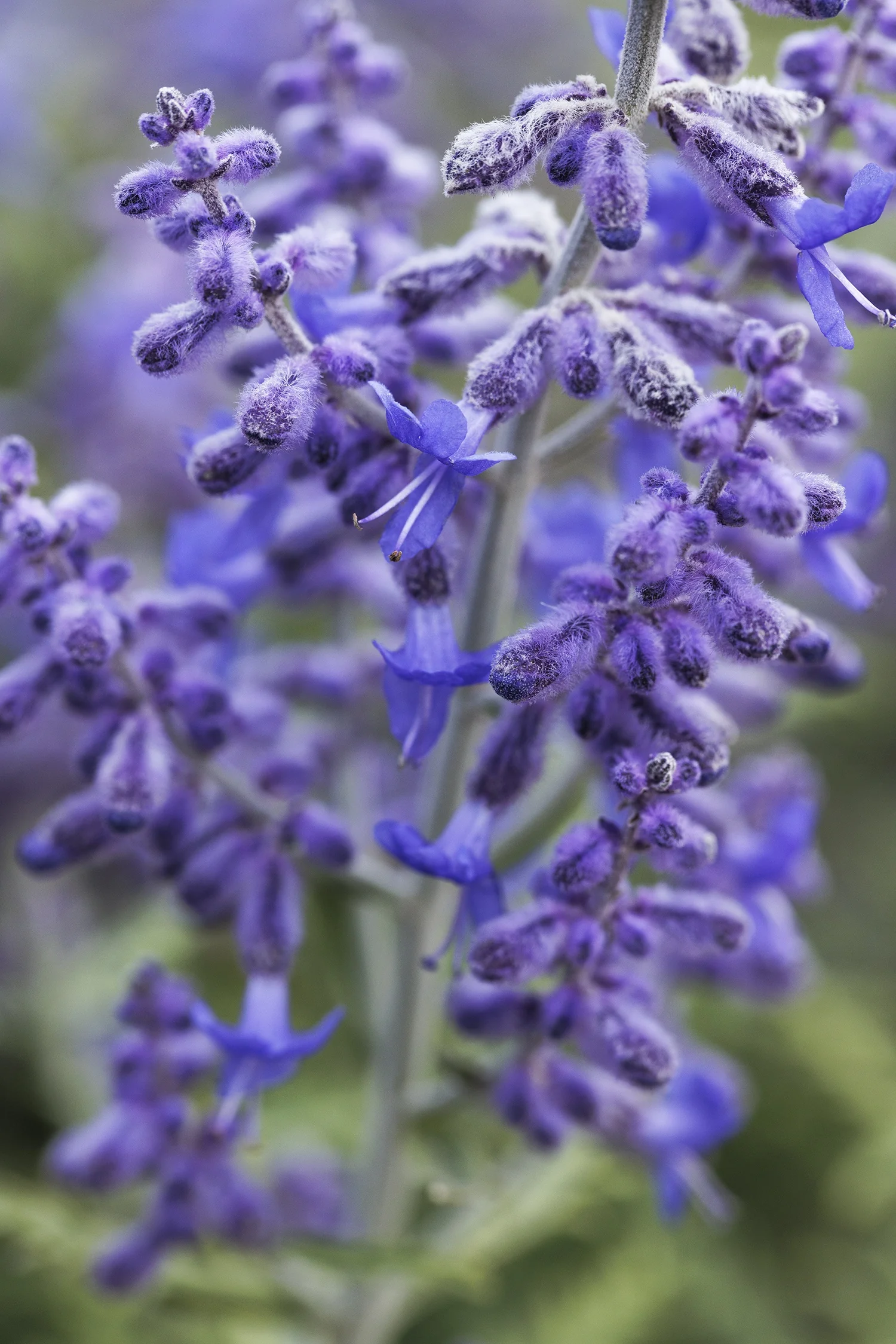 Lacey Blue Russian Sage 5 Lacey Blue Russian Sage
