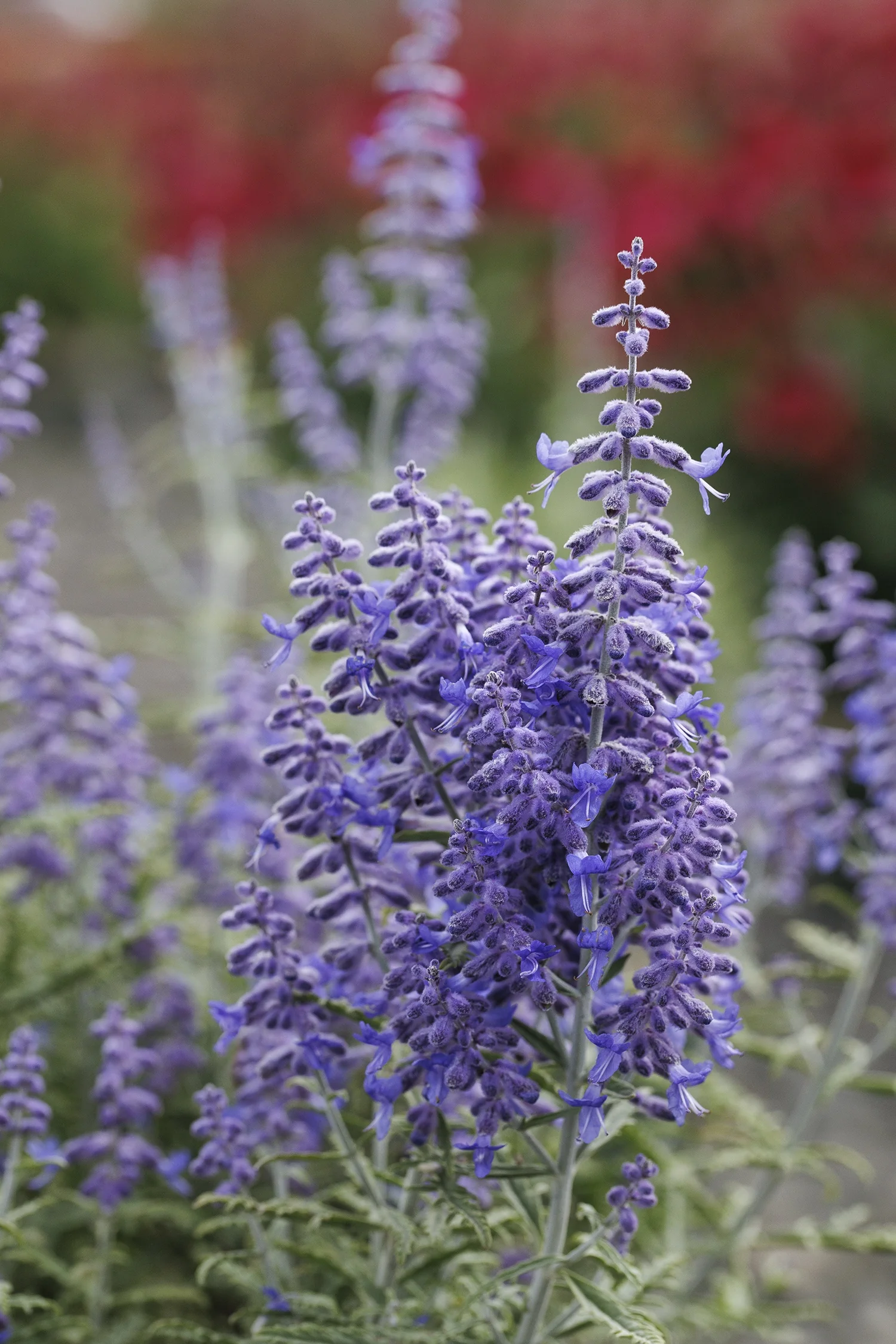 Lacey Blue Russian Sage 6 Lacey Blue Russian Sage