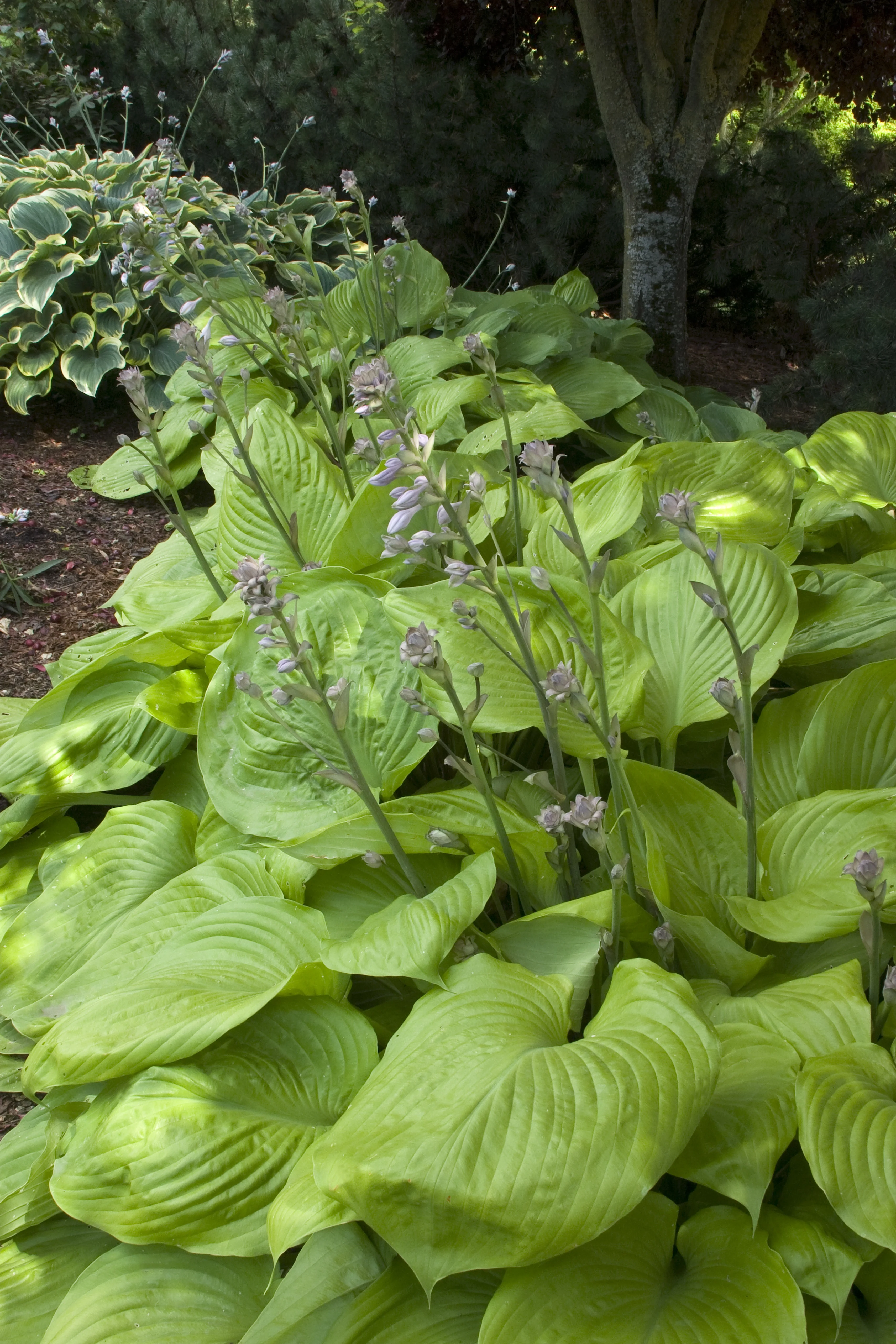 Sum And Substance Hosta 4 Sum And Substance Hosta