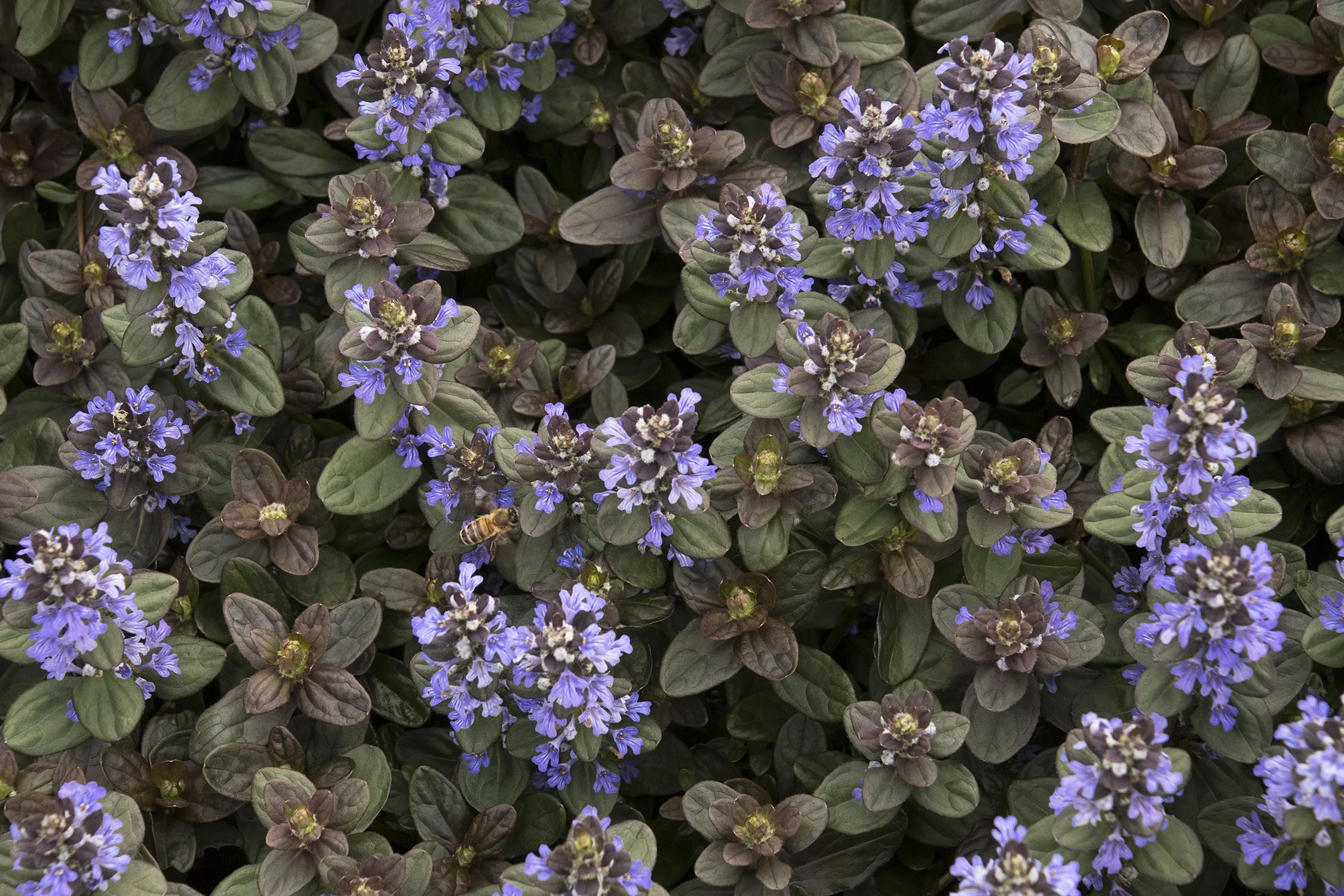 Chocolate Chip Ajuga 12 Chocolate Chip Ajuga