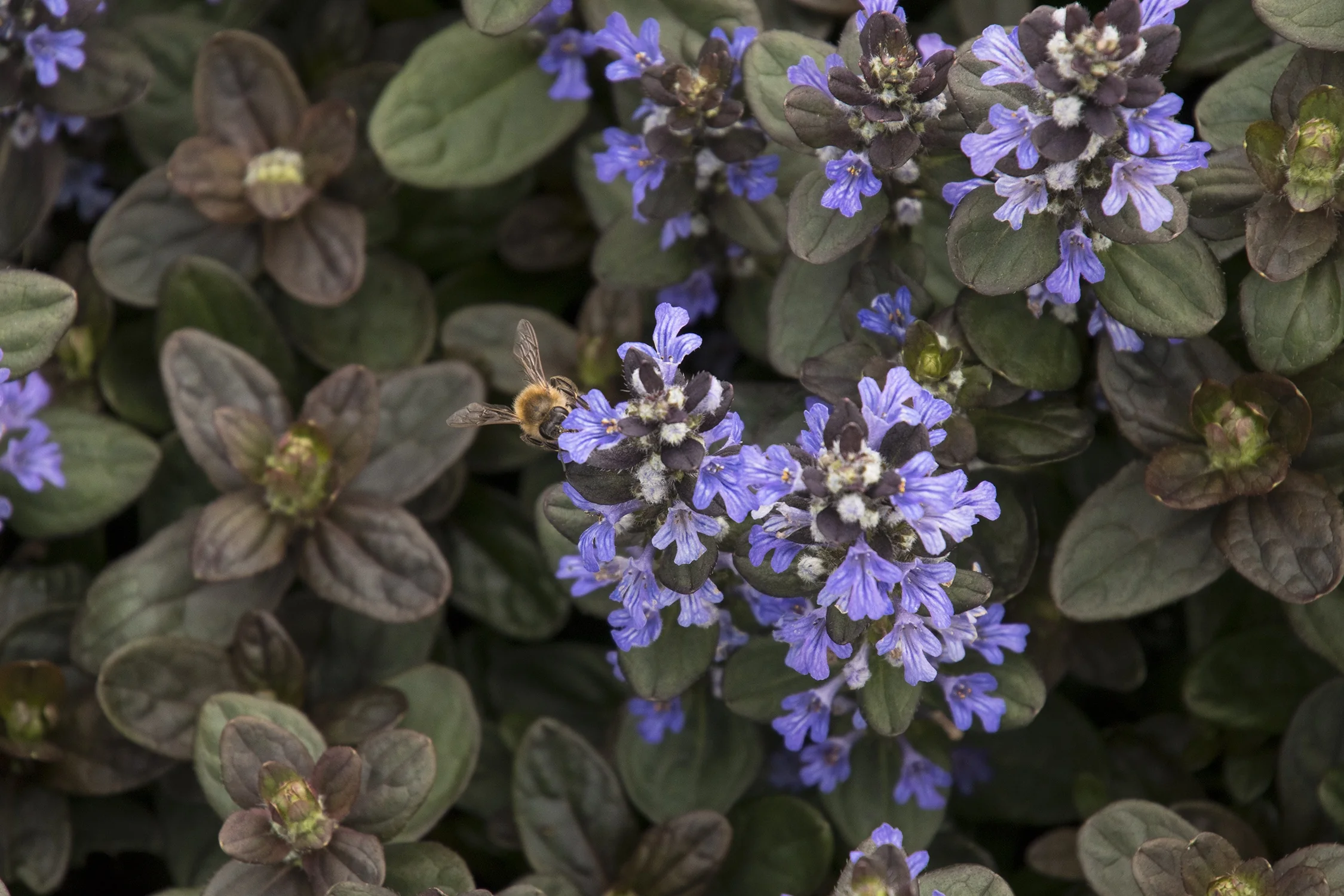 Chocolate Chip Ajuga 2 Chocolate Chip Ajuga