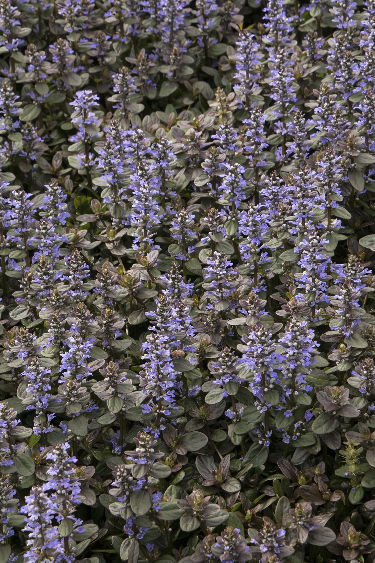 Chocolate Chip Ajuga 3 Chocolate Chip Ajuga