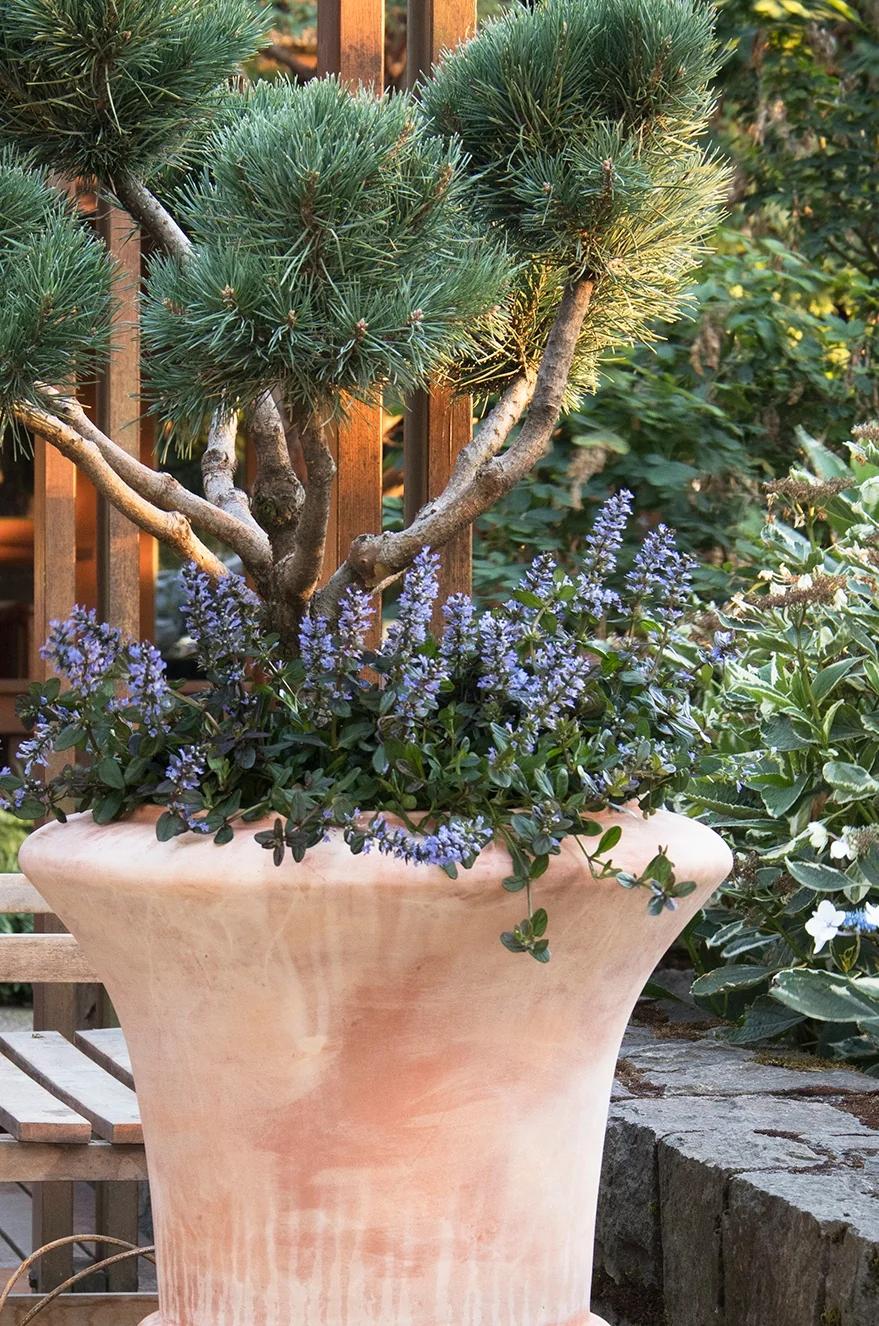Chocolate Chip Ajuga 4 Chocolate Chip Ajuga