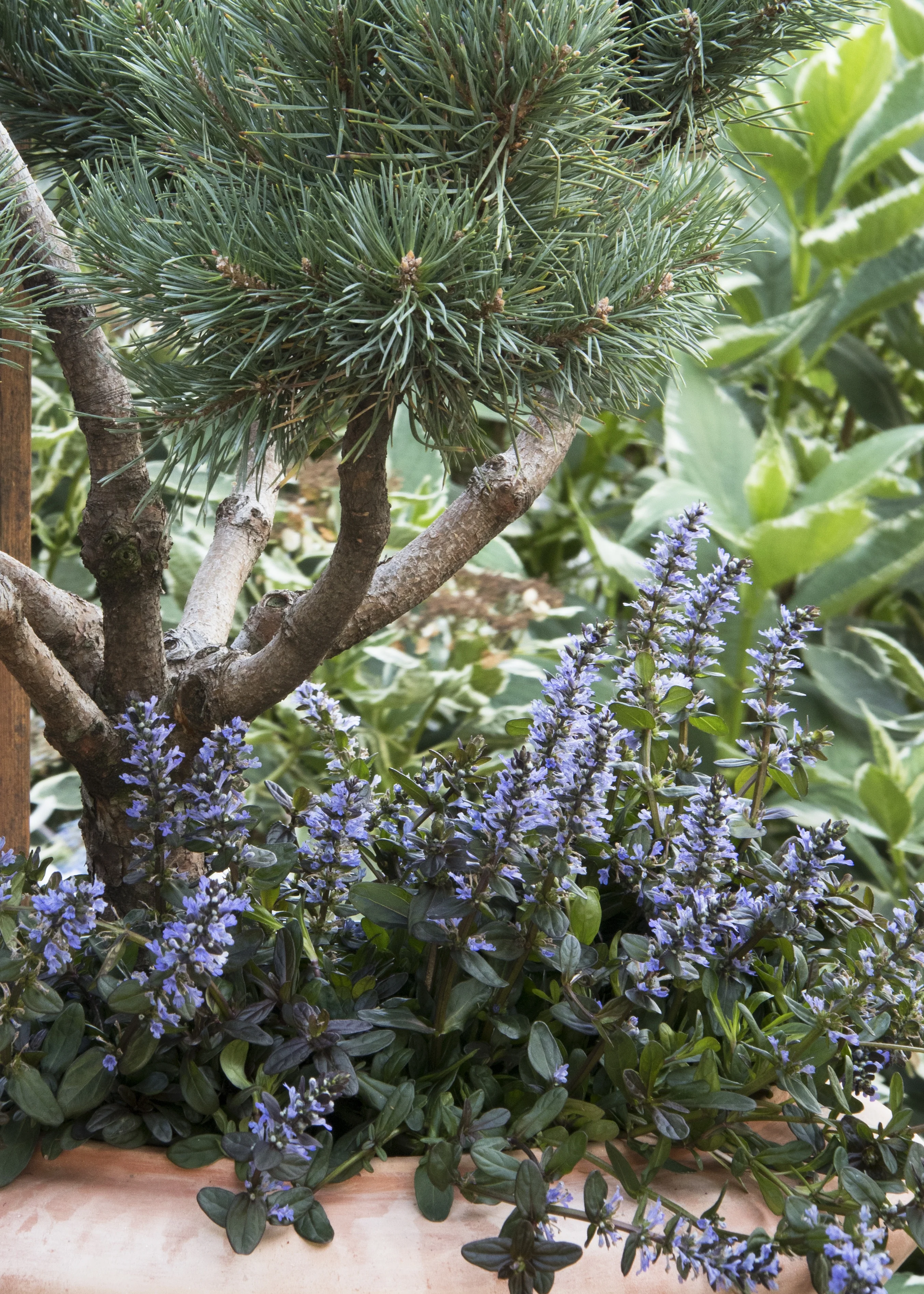 Chocolate Chip Ajuga 5 Chocolate Chip Ajuga