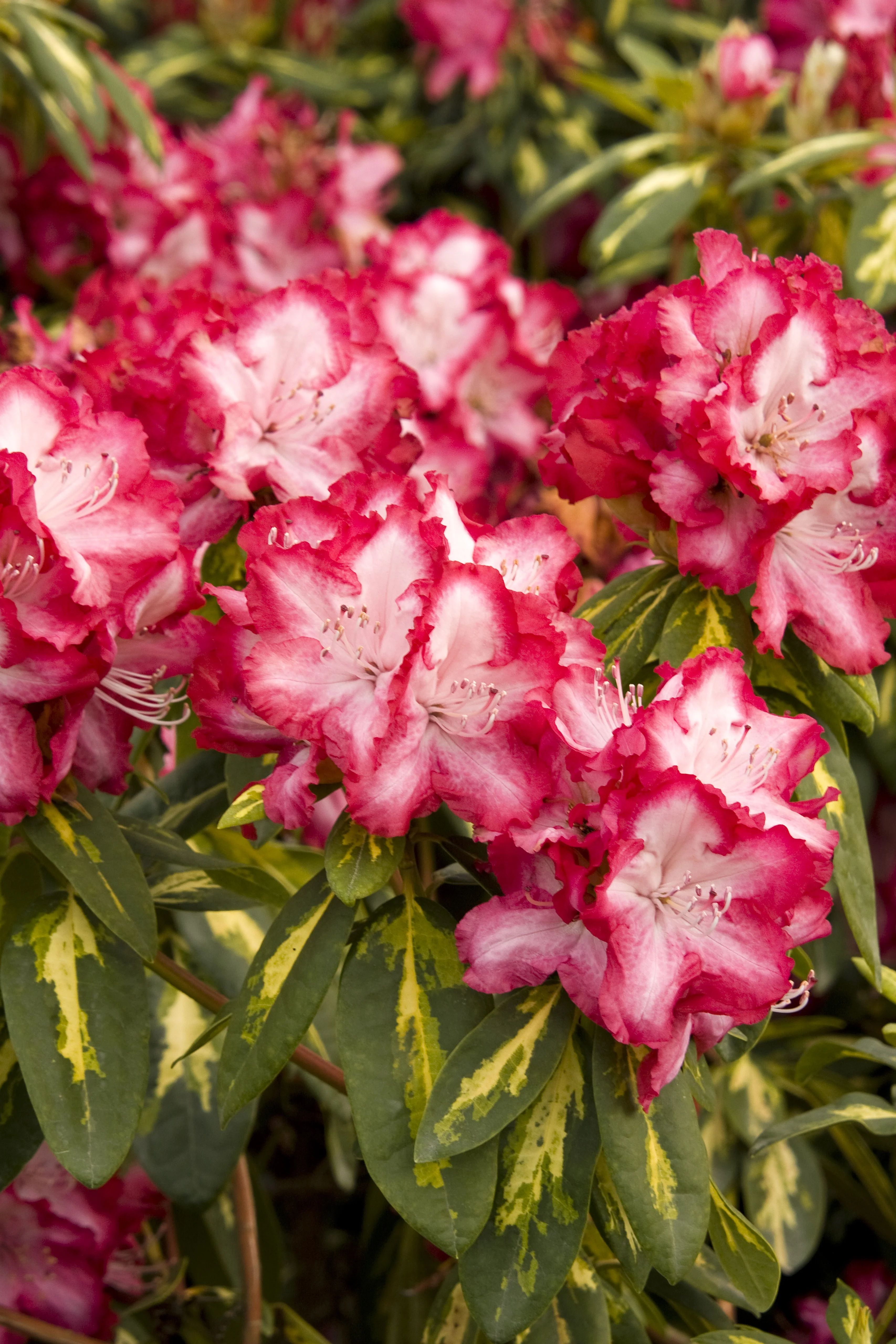 President Roosevelt Rhododendron