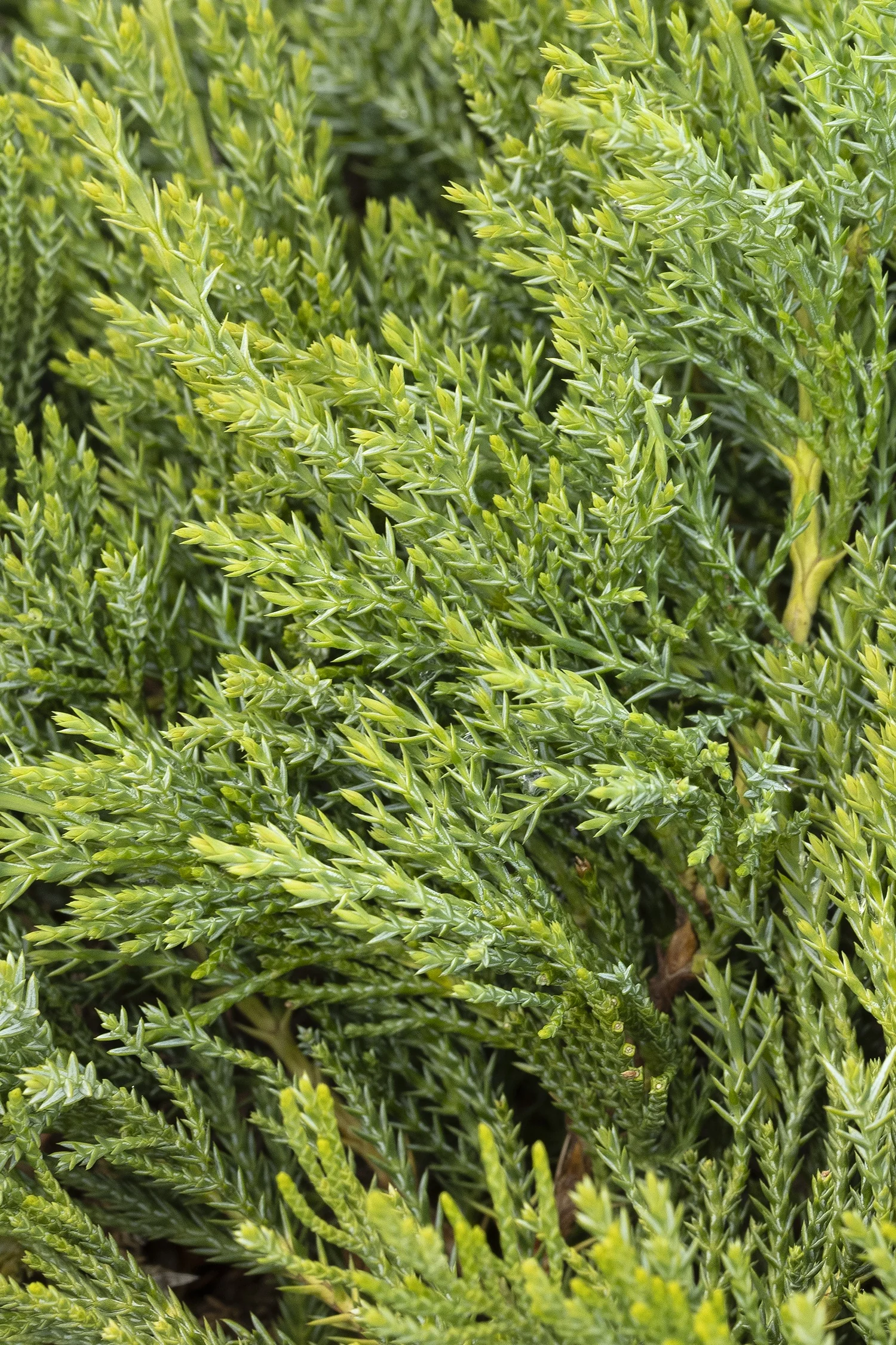 Broadmoor Juniper