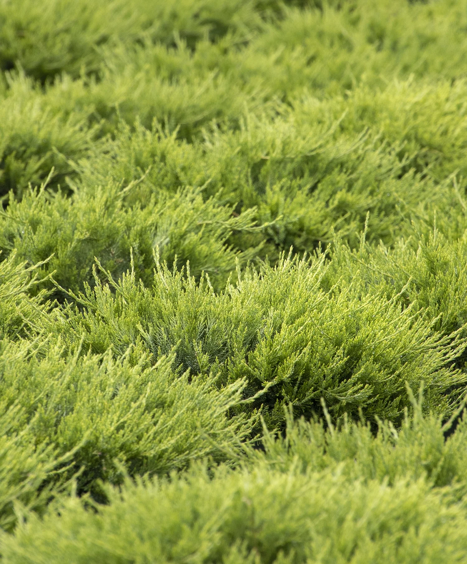 Broadmoor Juniper