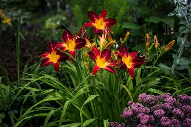 Rainbow Rhythm® Ruby Spider Daylily 7 Rainbow Rhythm® Ruby Spider Daylily