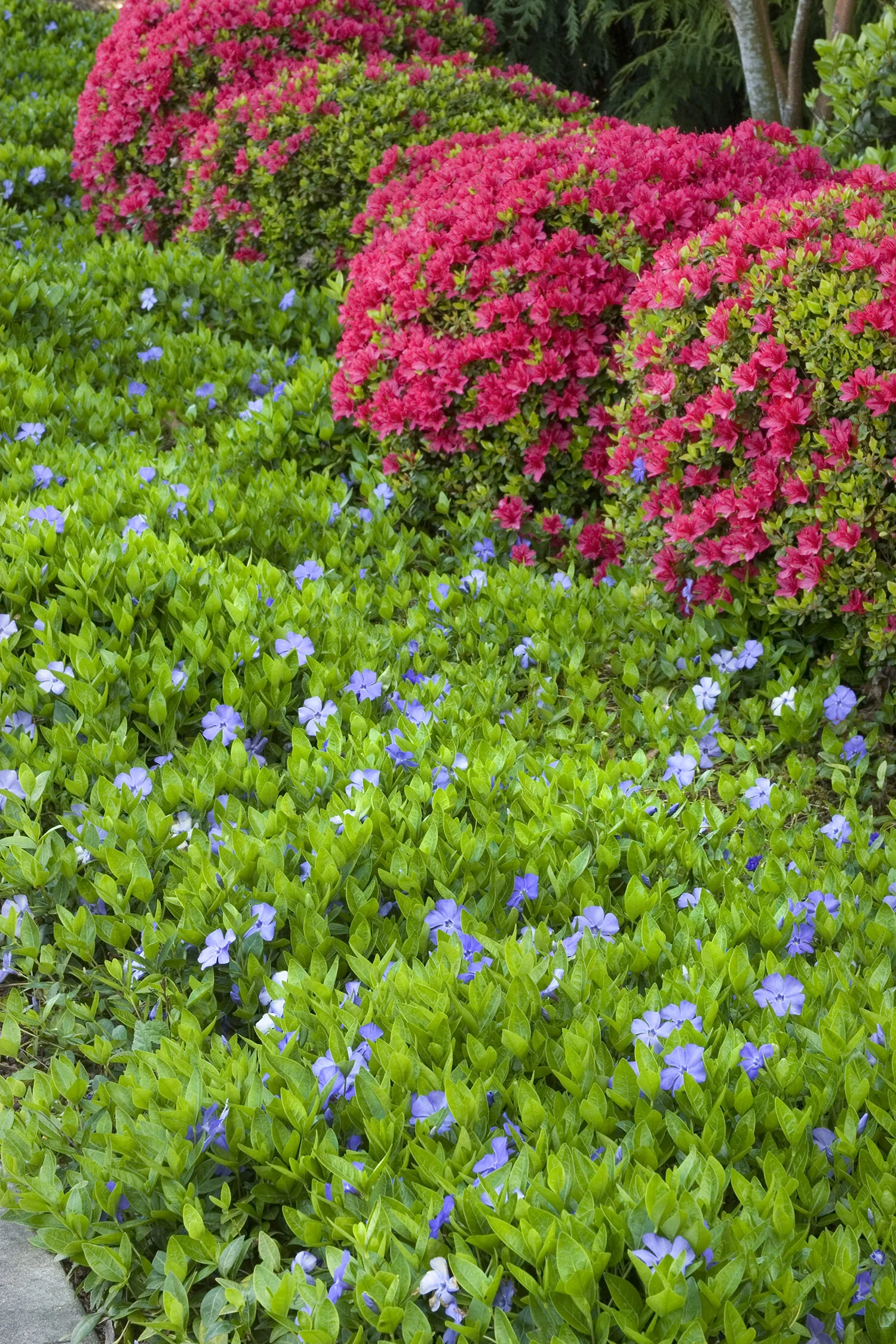 Bowles' Common Periwinkle