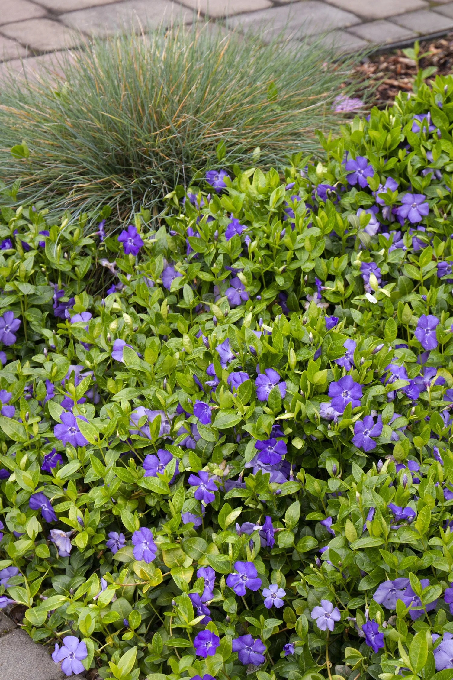 Bowles' Common Periwinkle