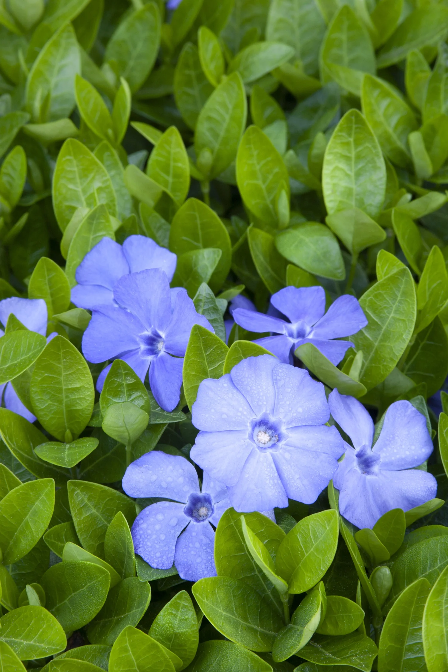 Bowles' Common Periwinkle 3 Bowles' Common Periwinkle