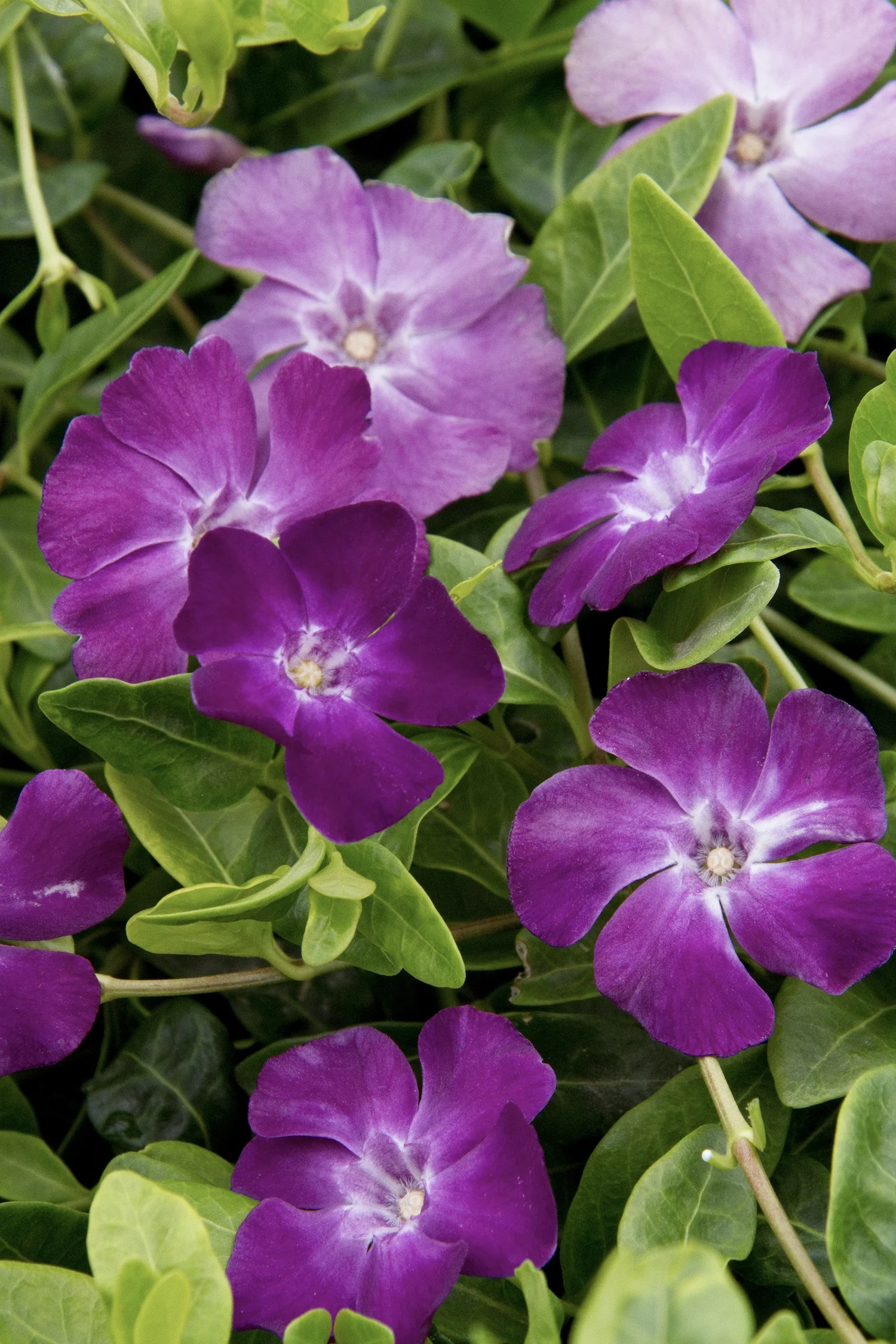 Wine Common Periwinkle