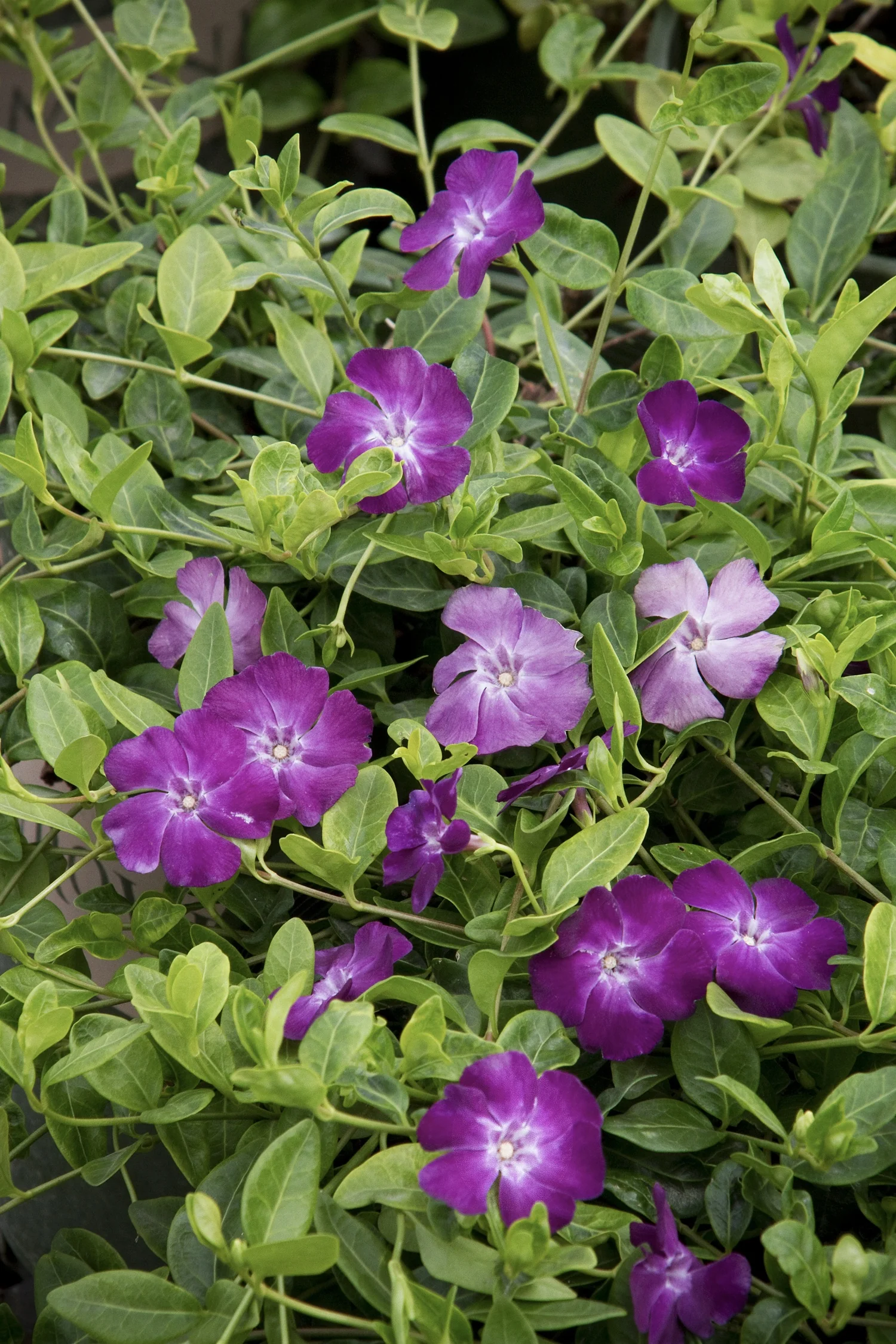 Wine Common Periwinkle