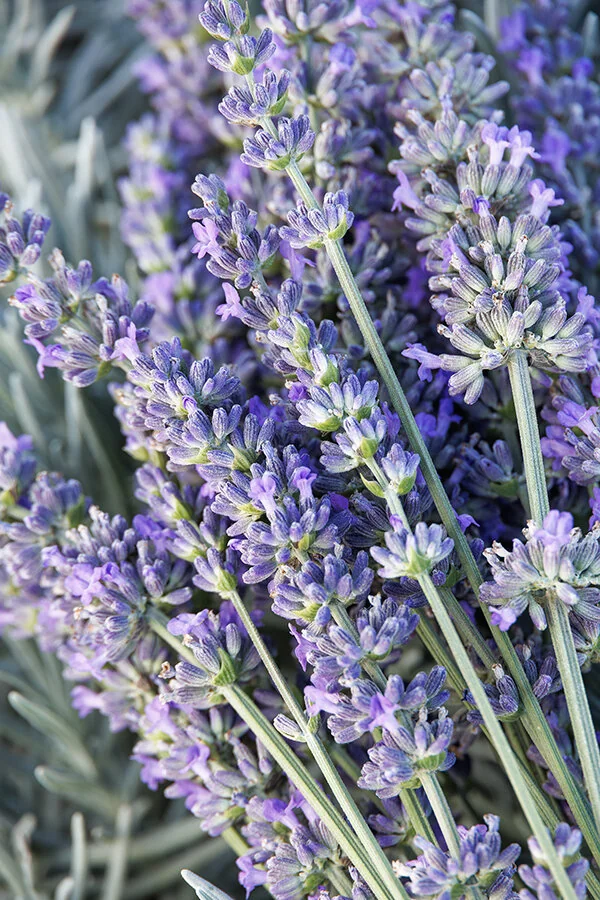 Riverina Thomas Lavender