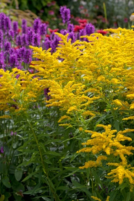 Crown of Rays Goldenrod 9 Crown of Rays Goldenrod