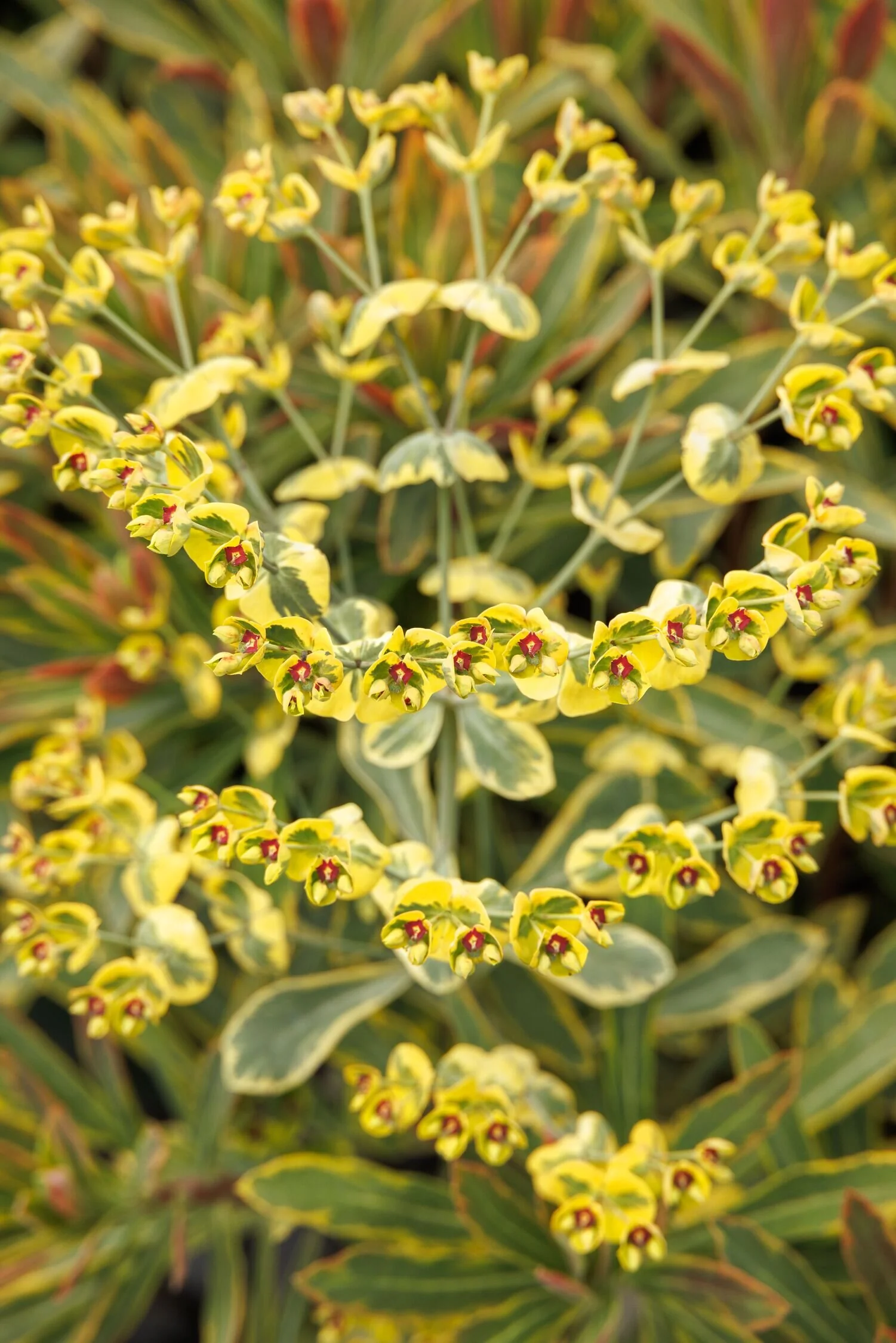 Ascot Rainbow Spurge