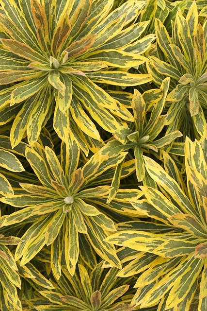 Ascot Rainbow Spurge