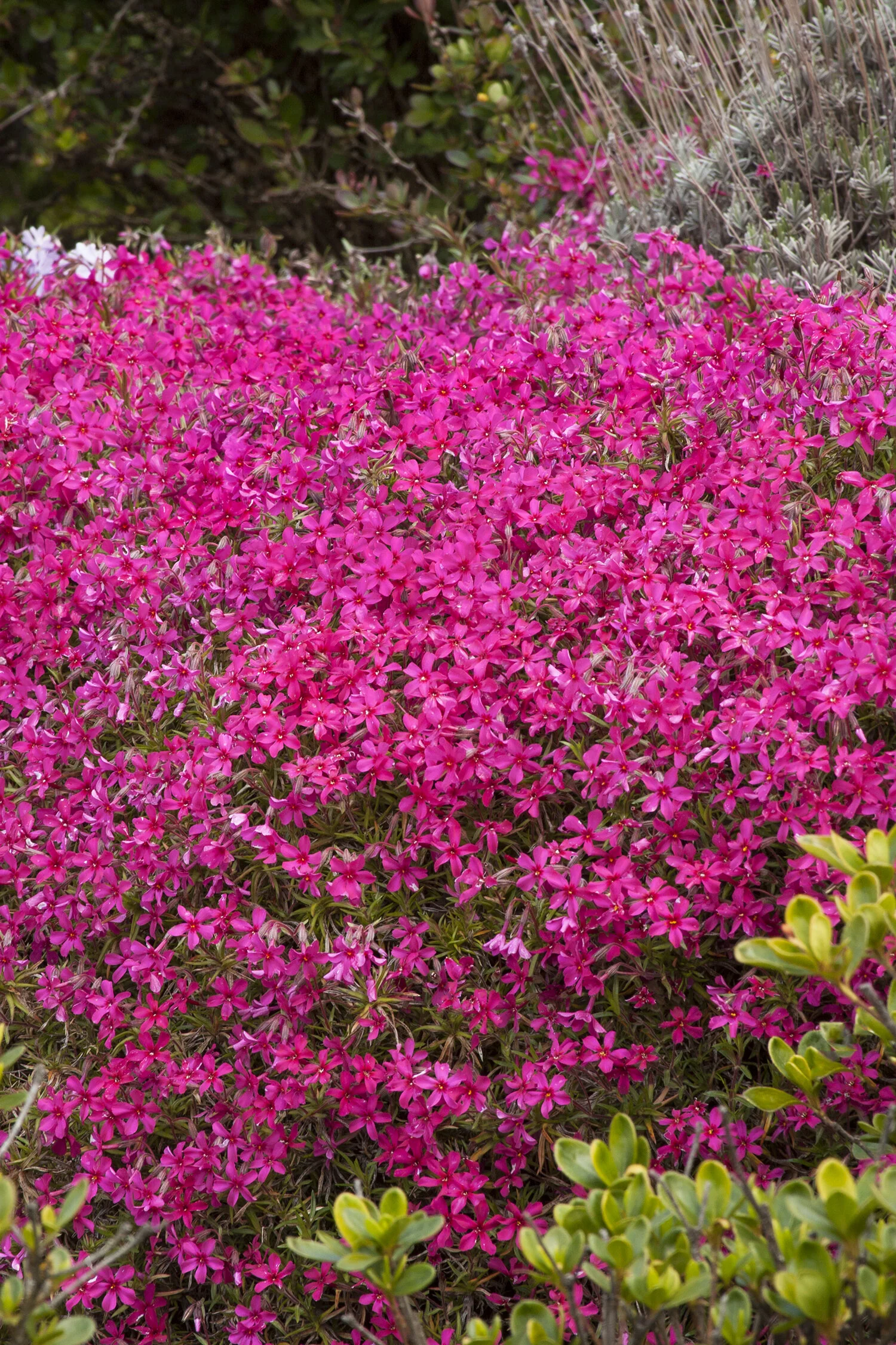 Red Wings Creeping Phlox 1 Red Wings Creeping Phlox