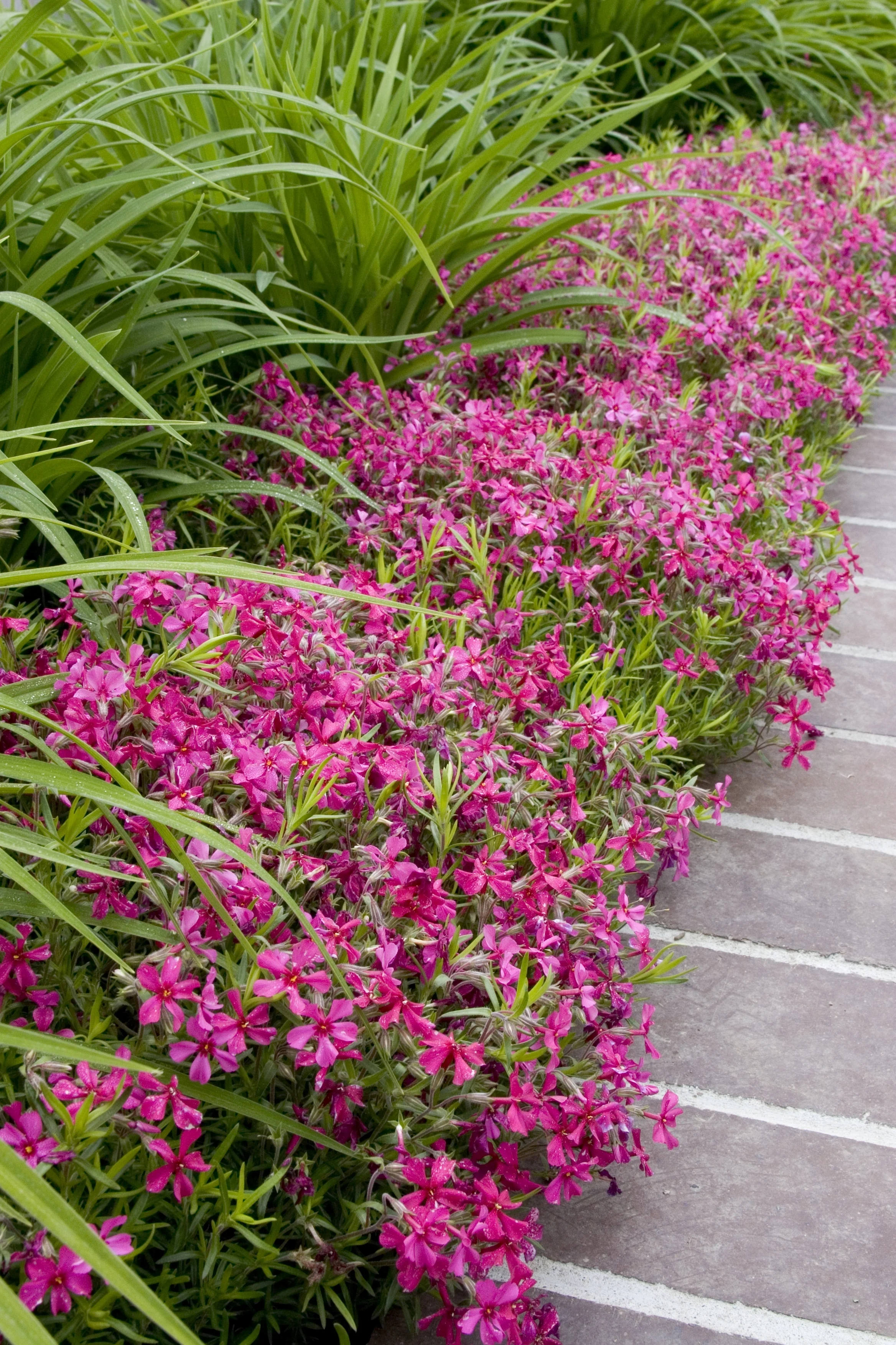 Red Wings Creeping Phlox 2 Red Wings Creeping Phlox