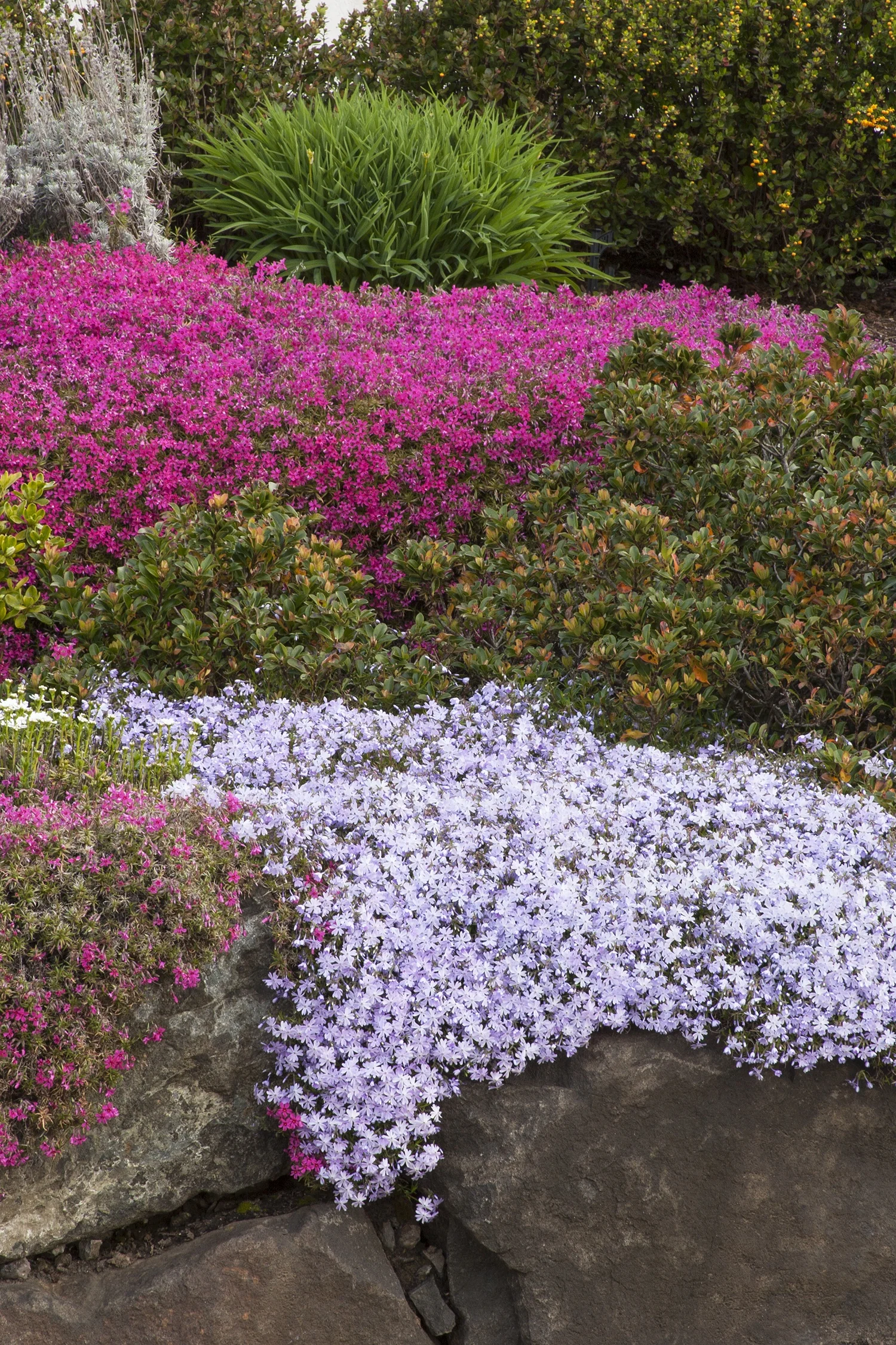 Red Wings Creeping Phlox 3 Red Wings Creeping Phlox
