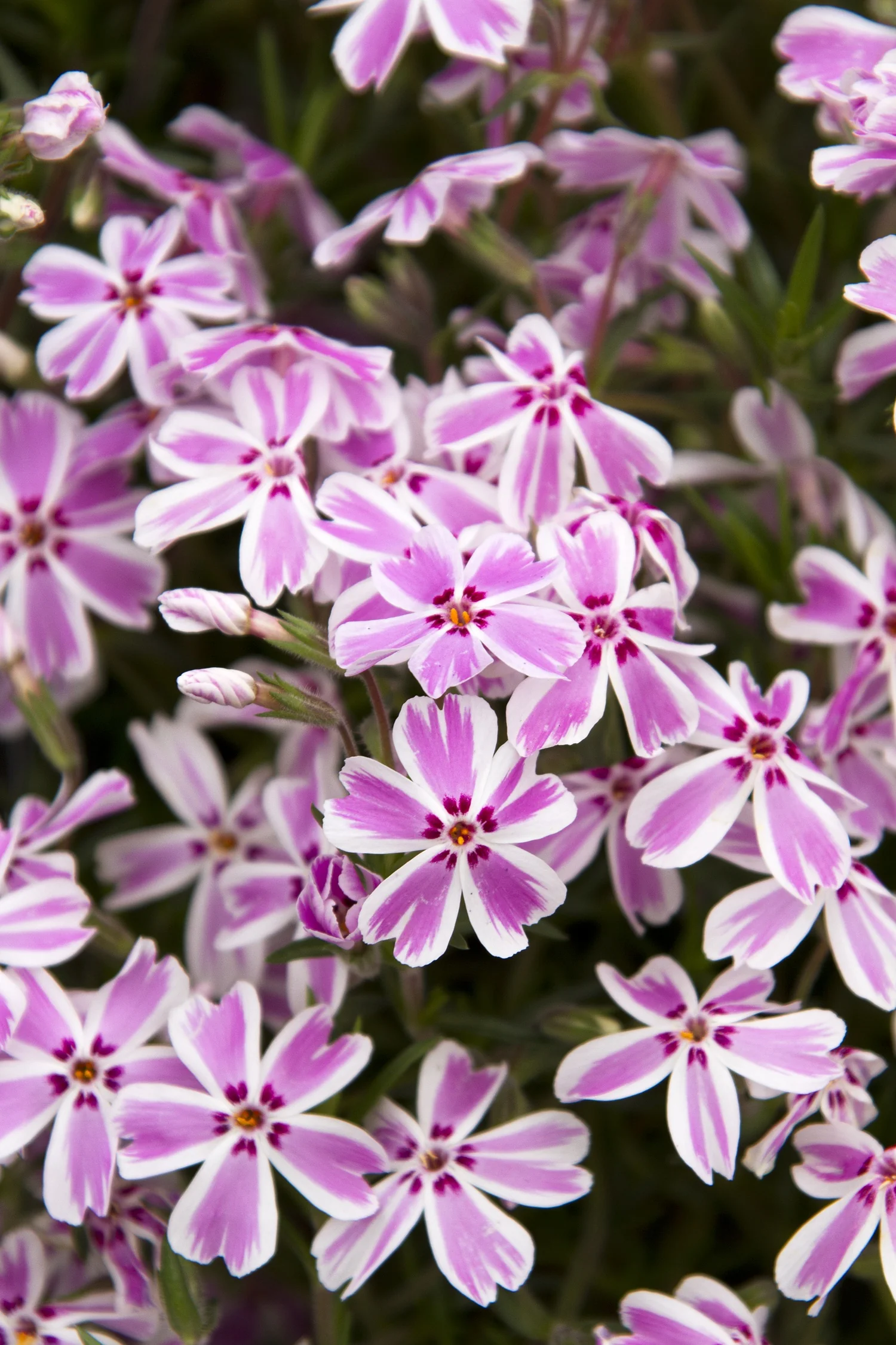 Candy Stripe Creeping Phlox 9 Candy Stripe Creeping Phlox