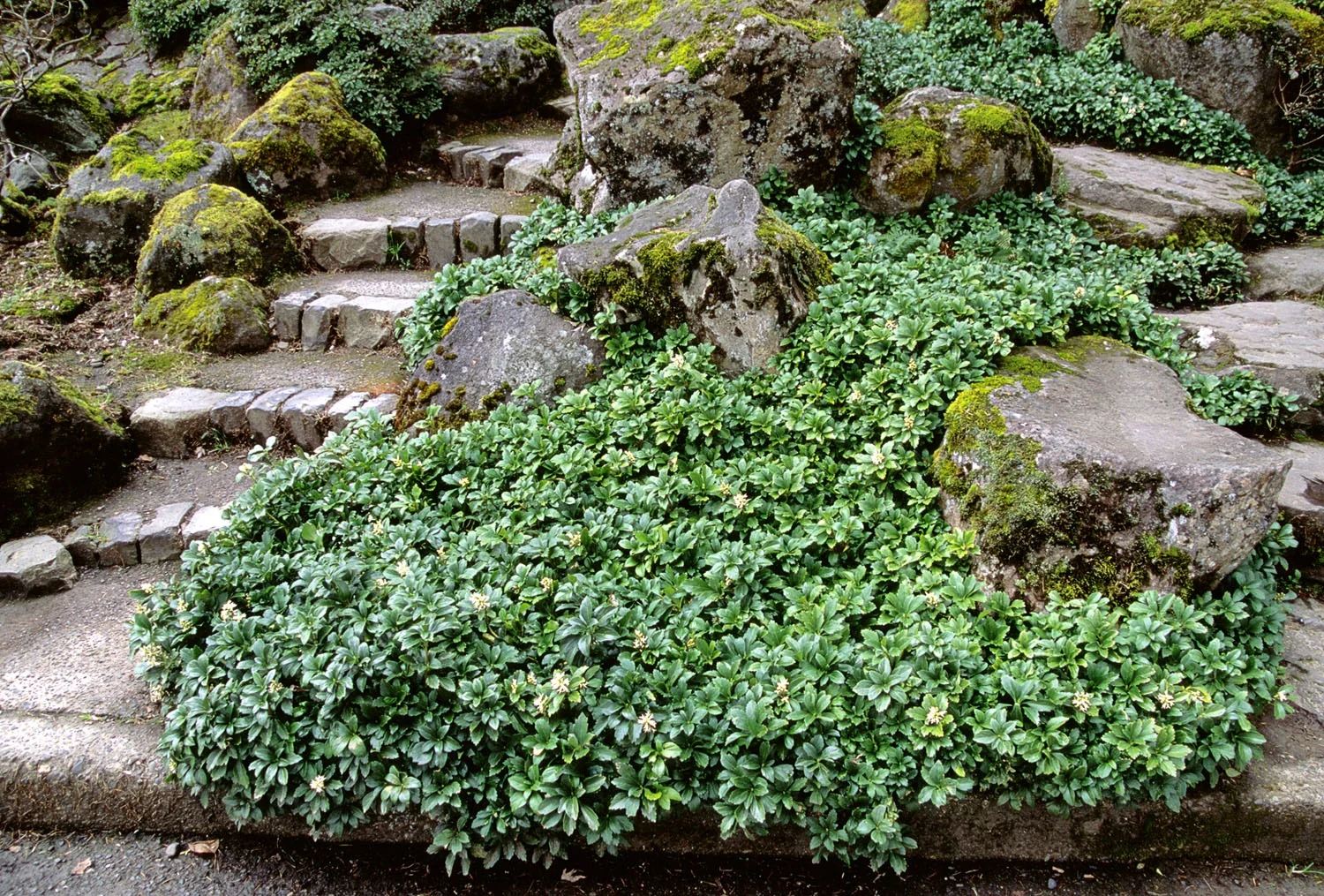 Green Sheen Japanese Spurge