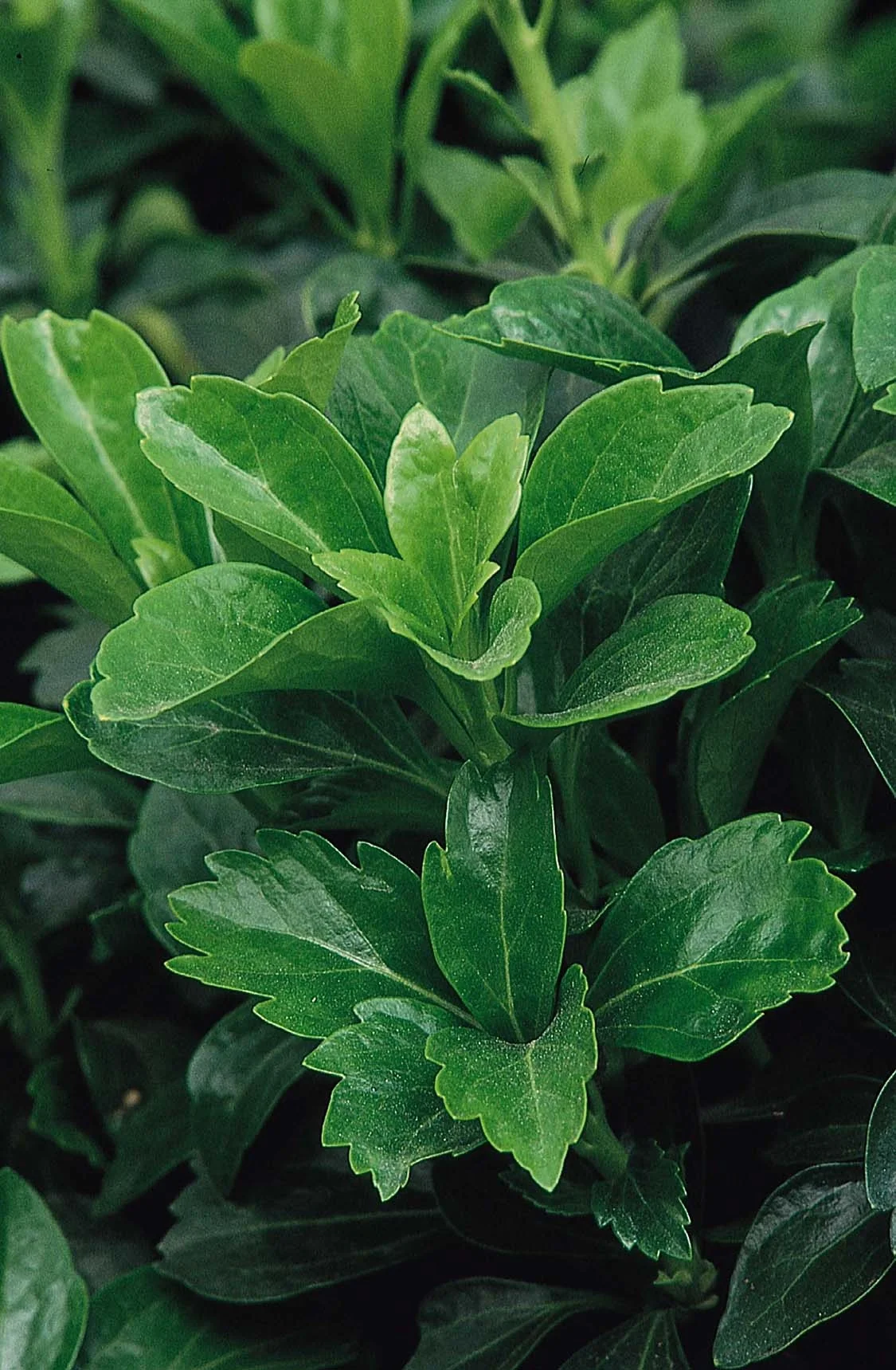 Green Sheen Japanese Spurge 3 Green Sheen Japanese Spurge