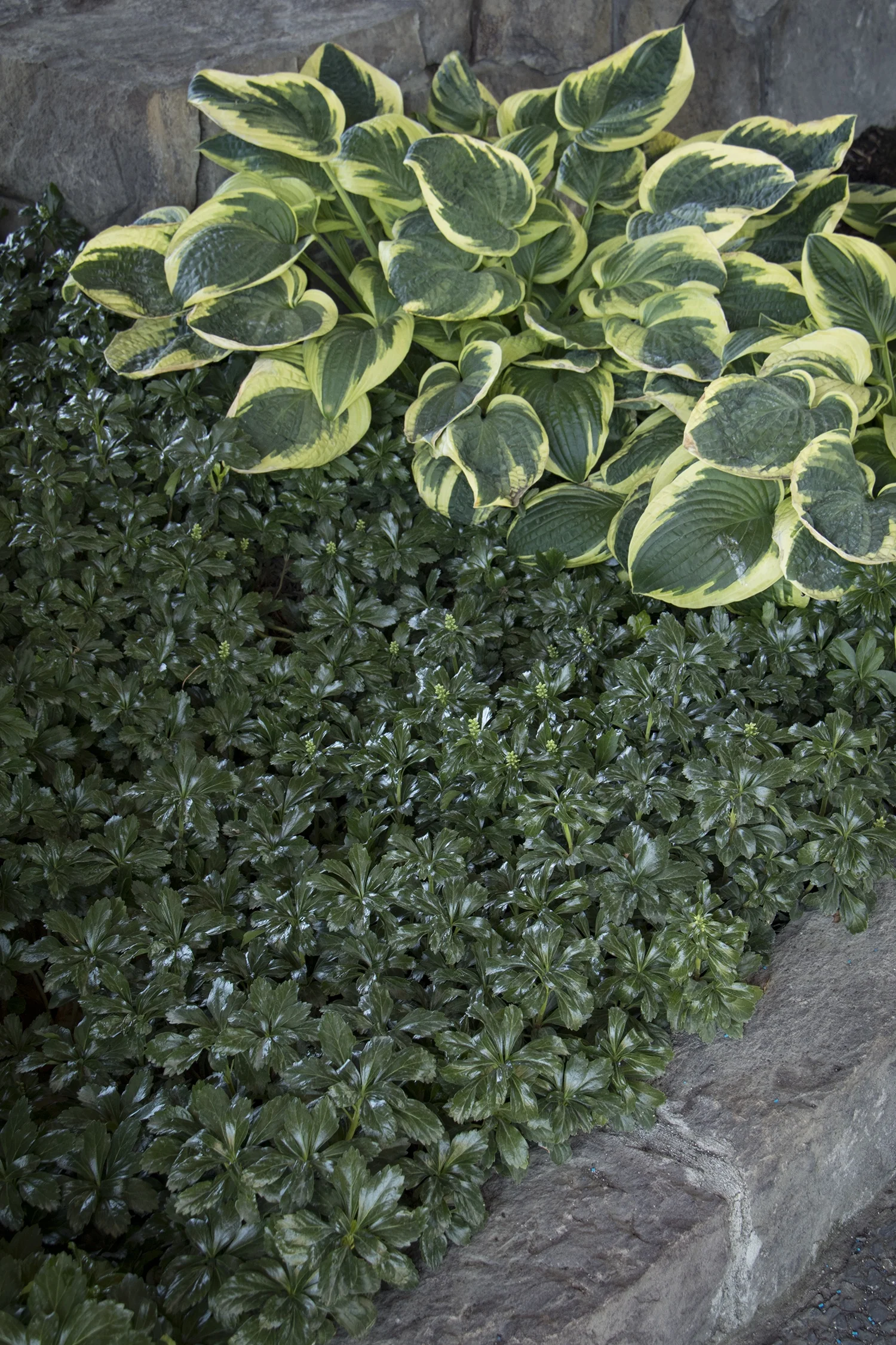Green Sheen Japanese Spurge 4 Green Sheen Japanese Spurge