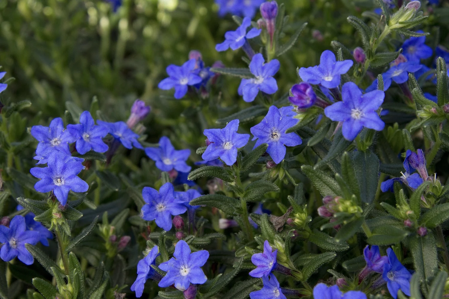 Grace Ward Lithodora
