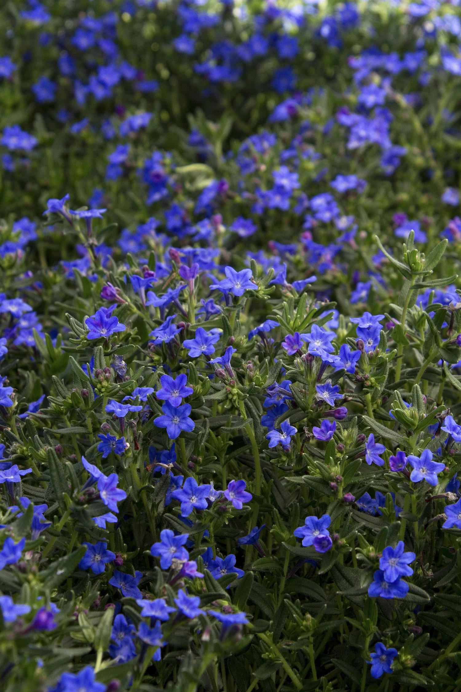 Grace Ward Lithodora