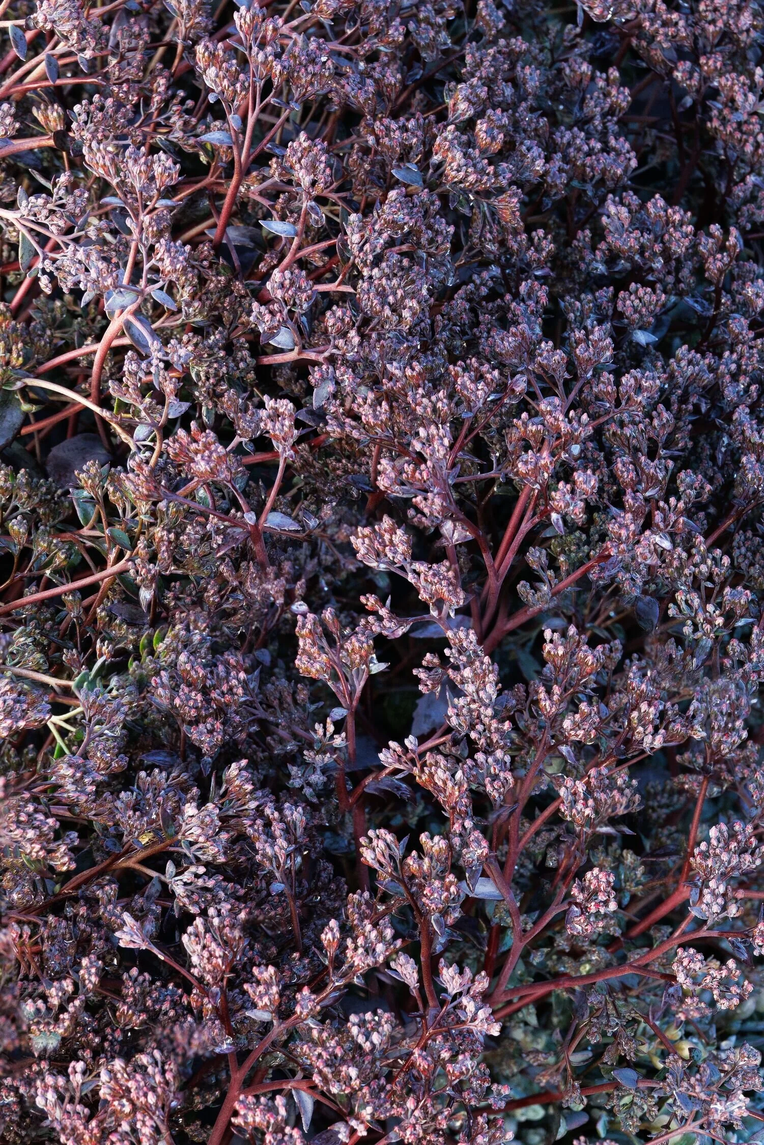 SunSparkler® Sapphire Tuffet Sedum 8 SunSparkler® Sapphire Tuffet Sedum