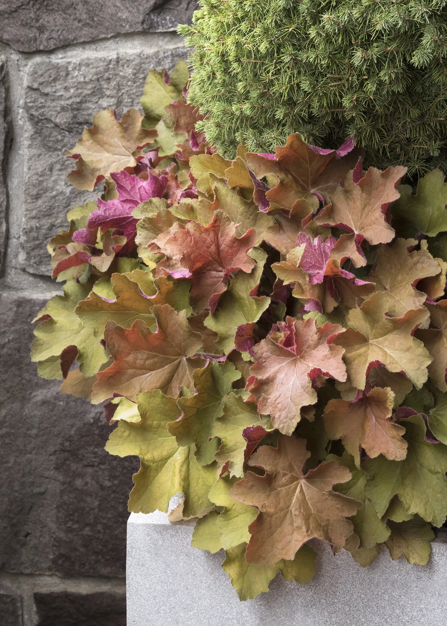 Caramel Heuchera 1 Caramel Heuchera