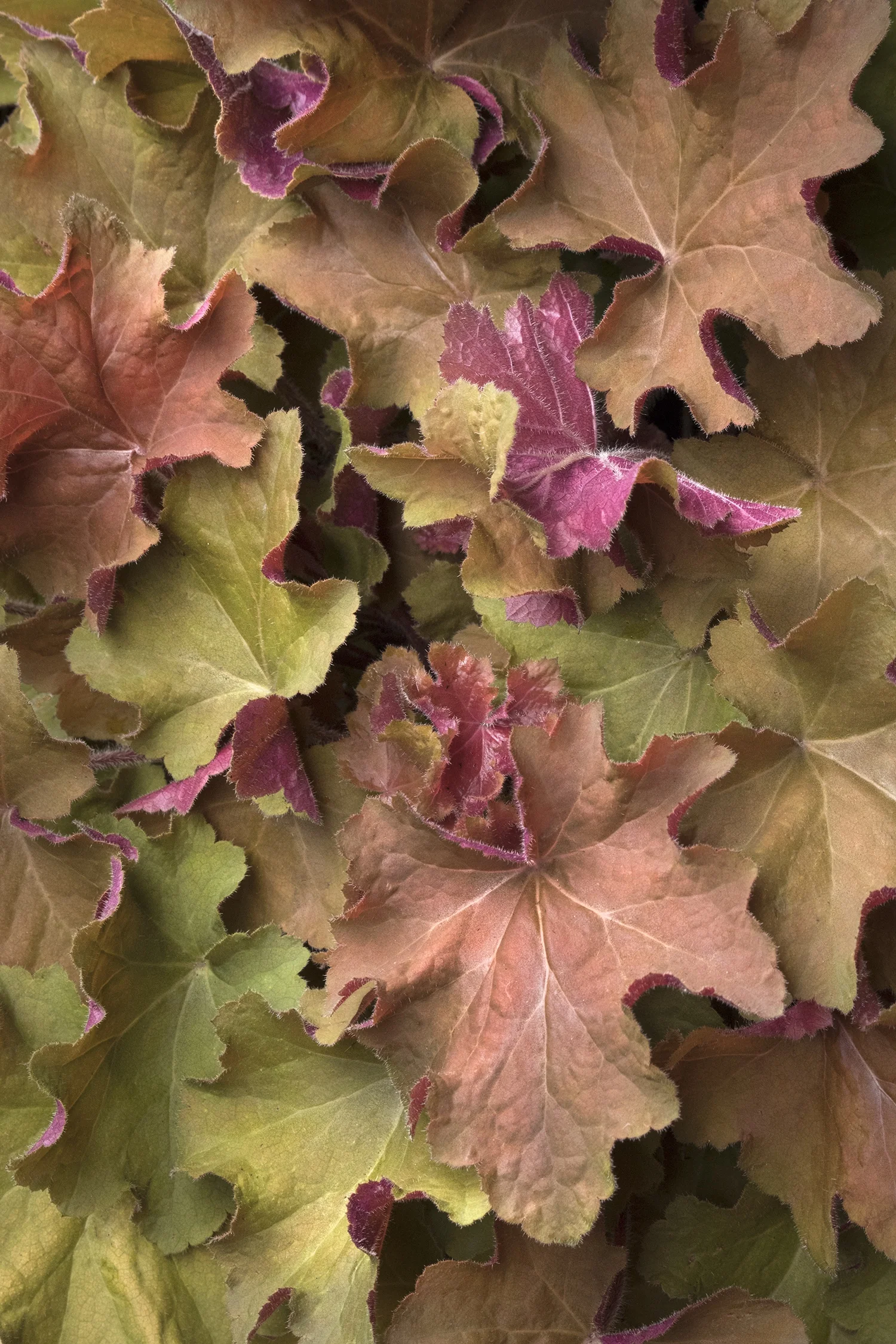 Caramel Heuchera 2 Caramel Heuchera