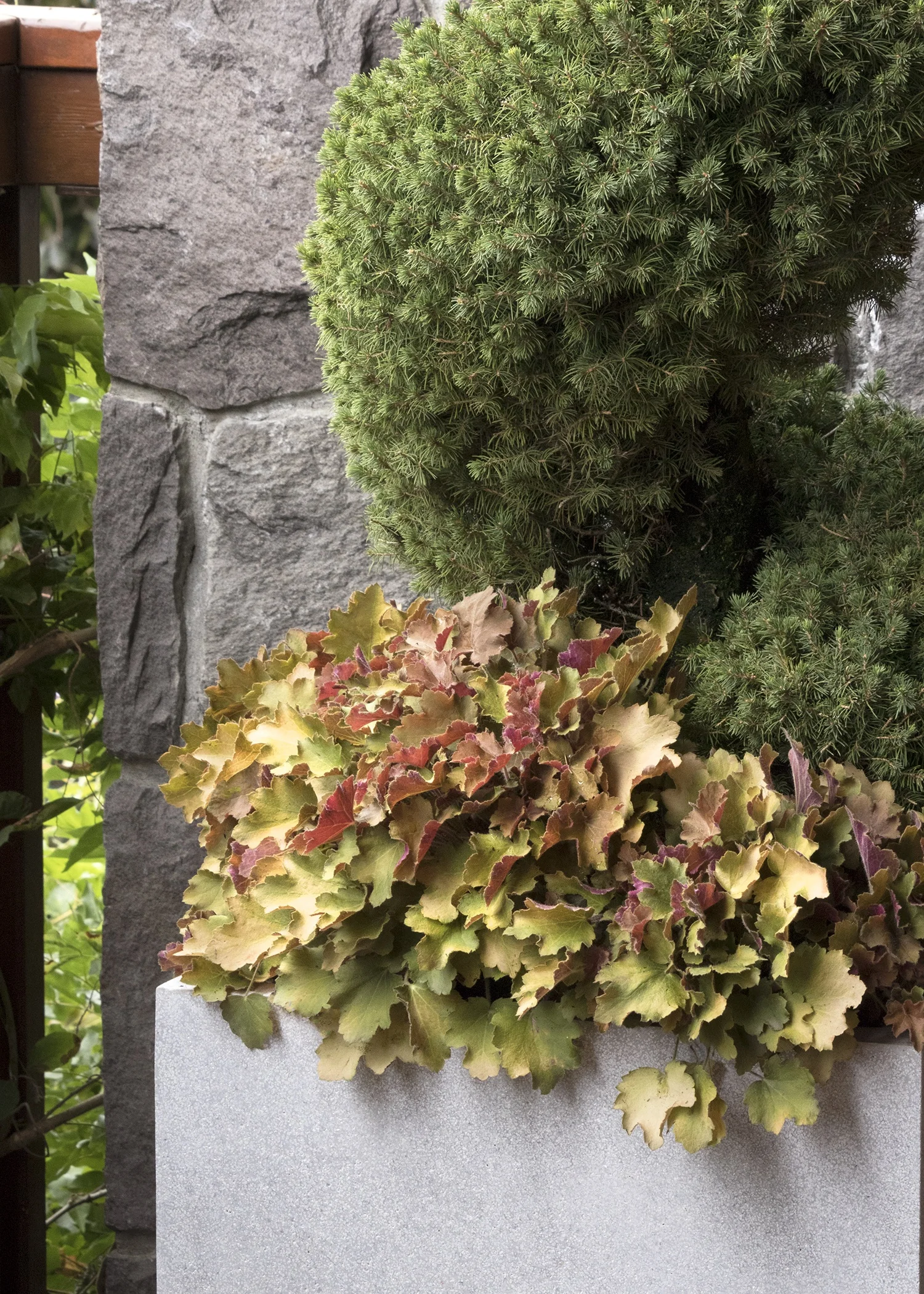 Caramel Heuchera 3 Caramel Heuchera