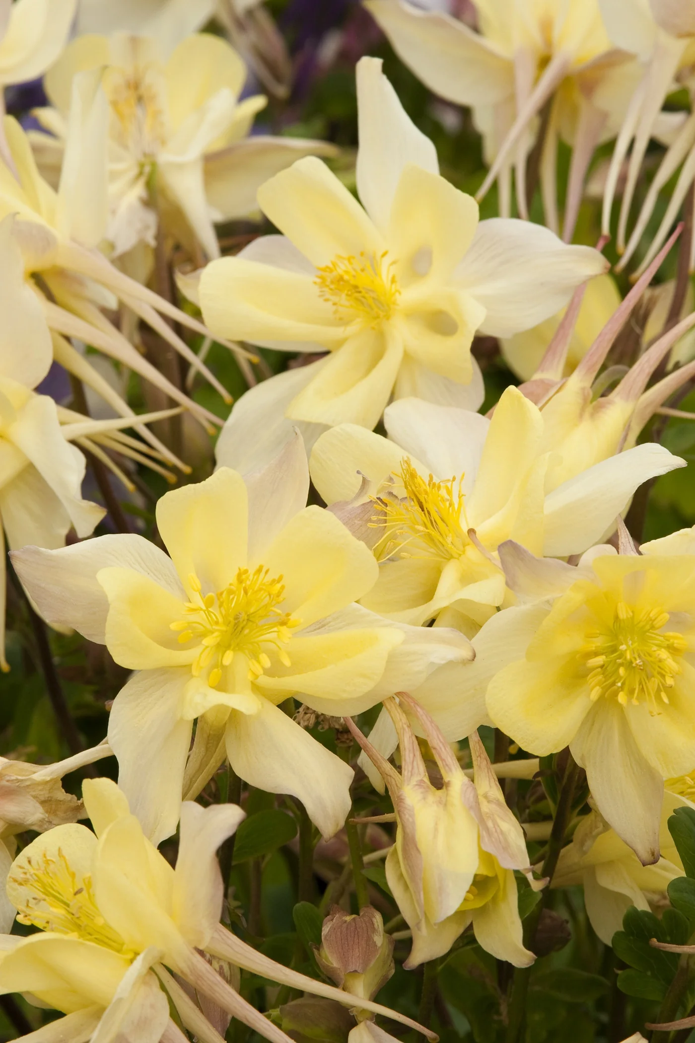 Origami Yellow Columbine 8 Origami Yellow Columbine