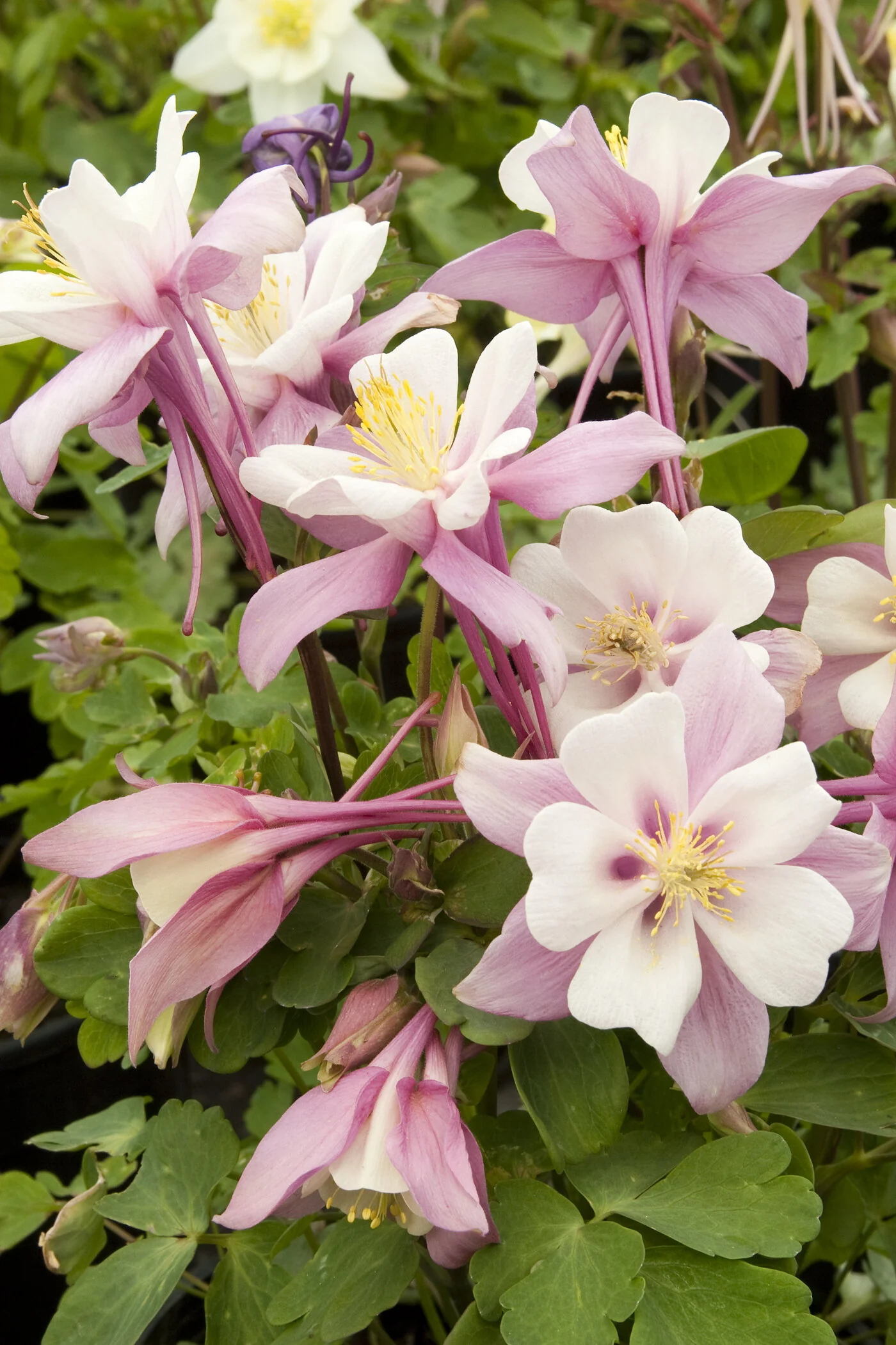 Origami Pink & White Columbine 7 Origami Pink & White Columbine