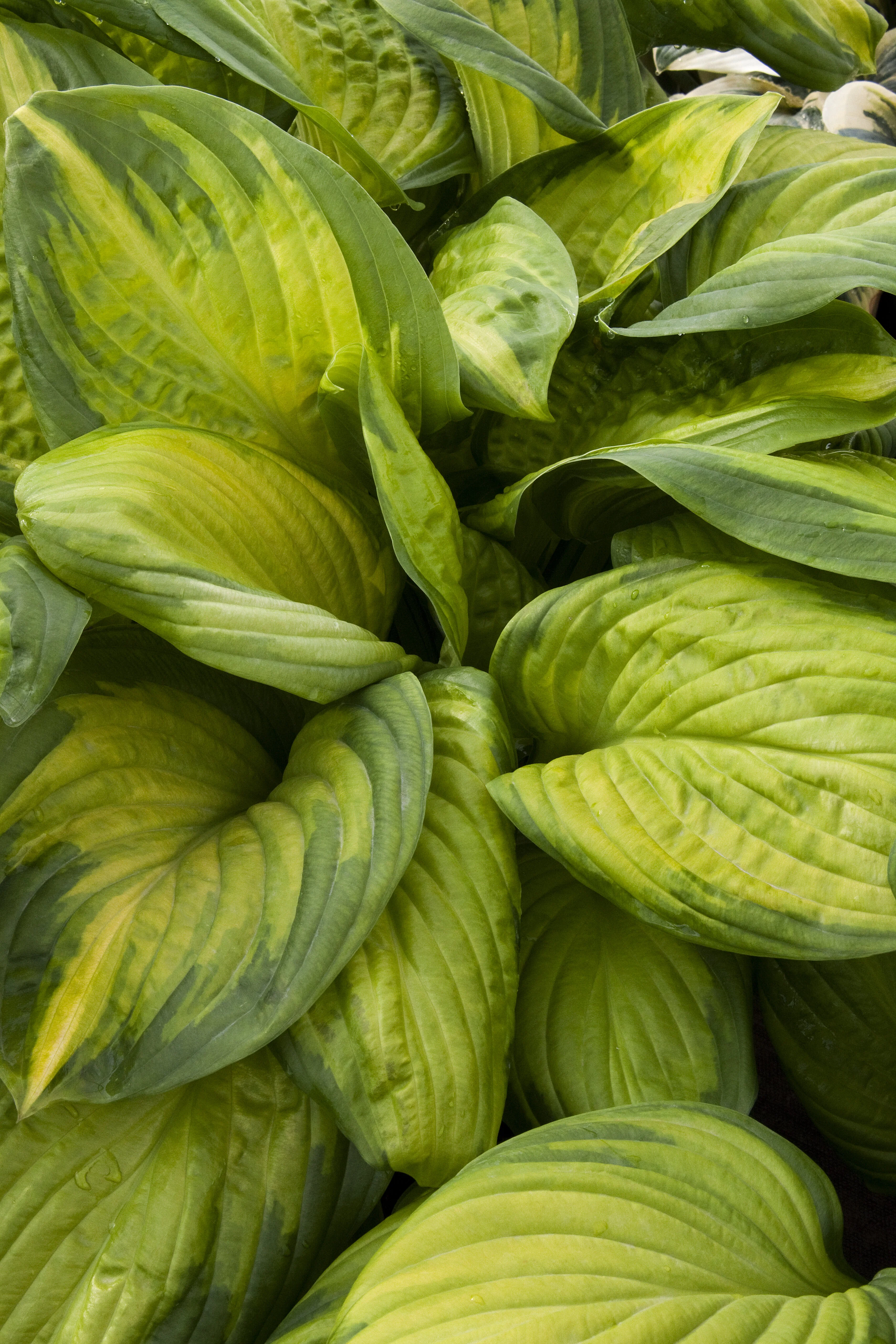 Stained Glass Hosta 15 Stained Glass Hosta