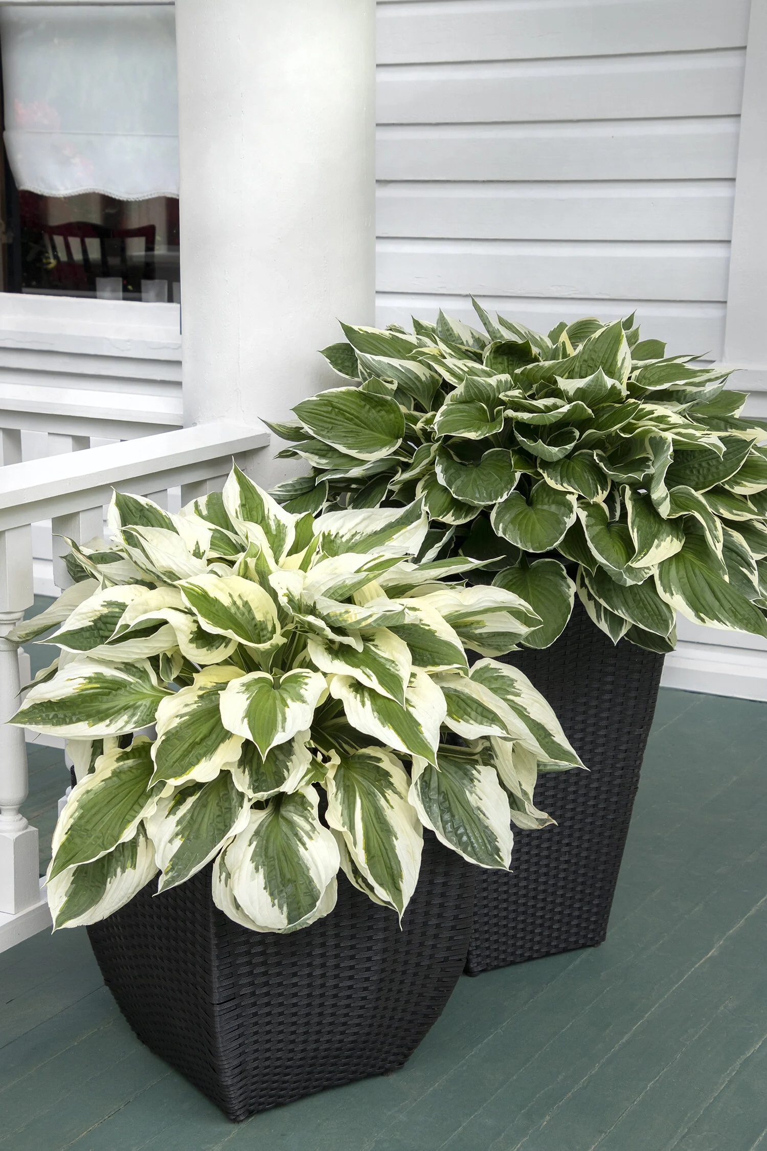 Patriot Hosta 5 Patriot Hosta