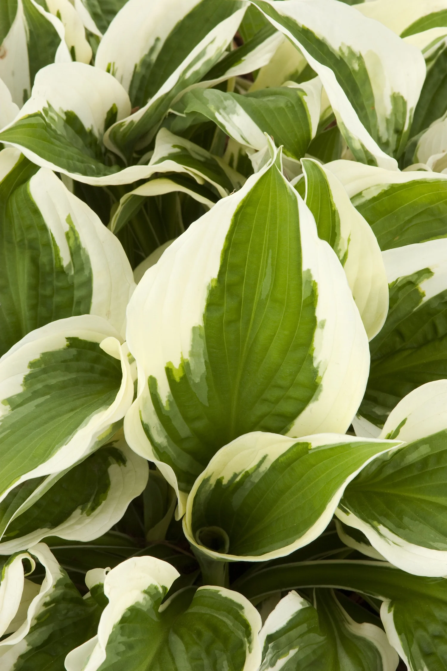 Patriot Hosta 2 Patriot Hosta