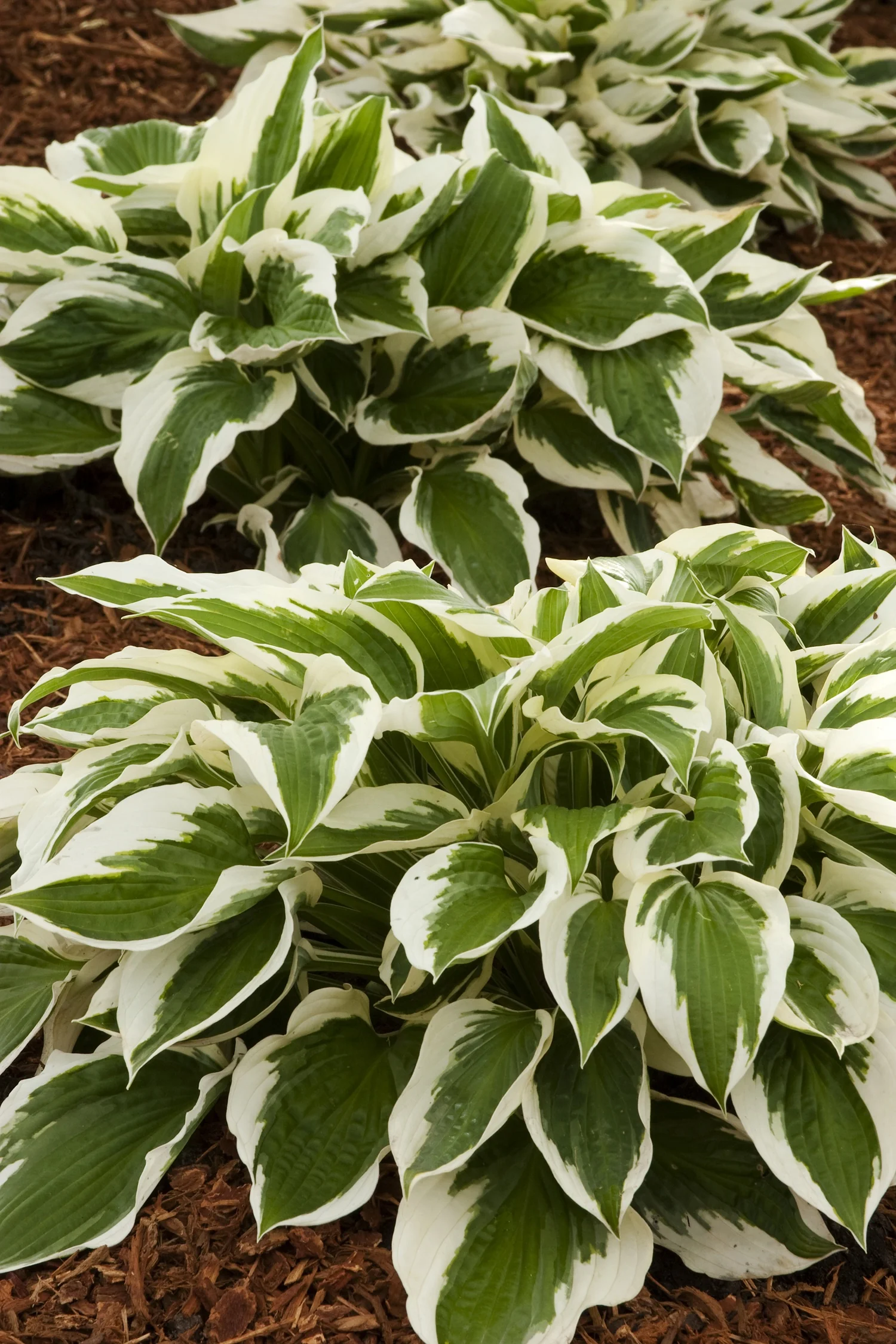 Patriot Hosta 3 Patriot Hosta