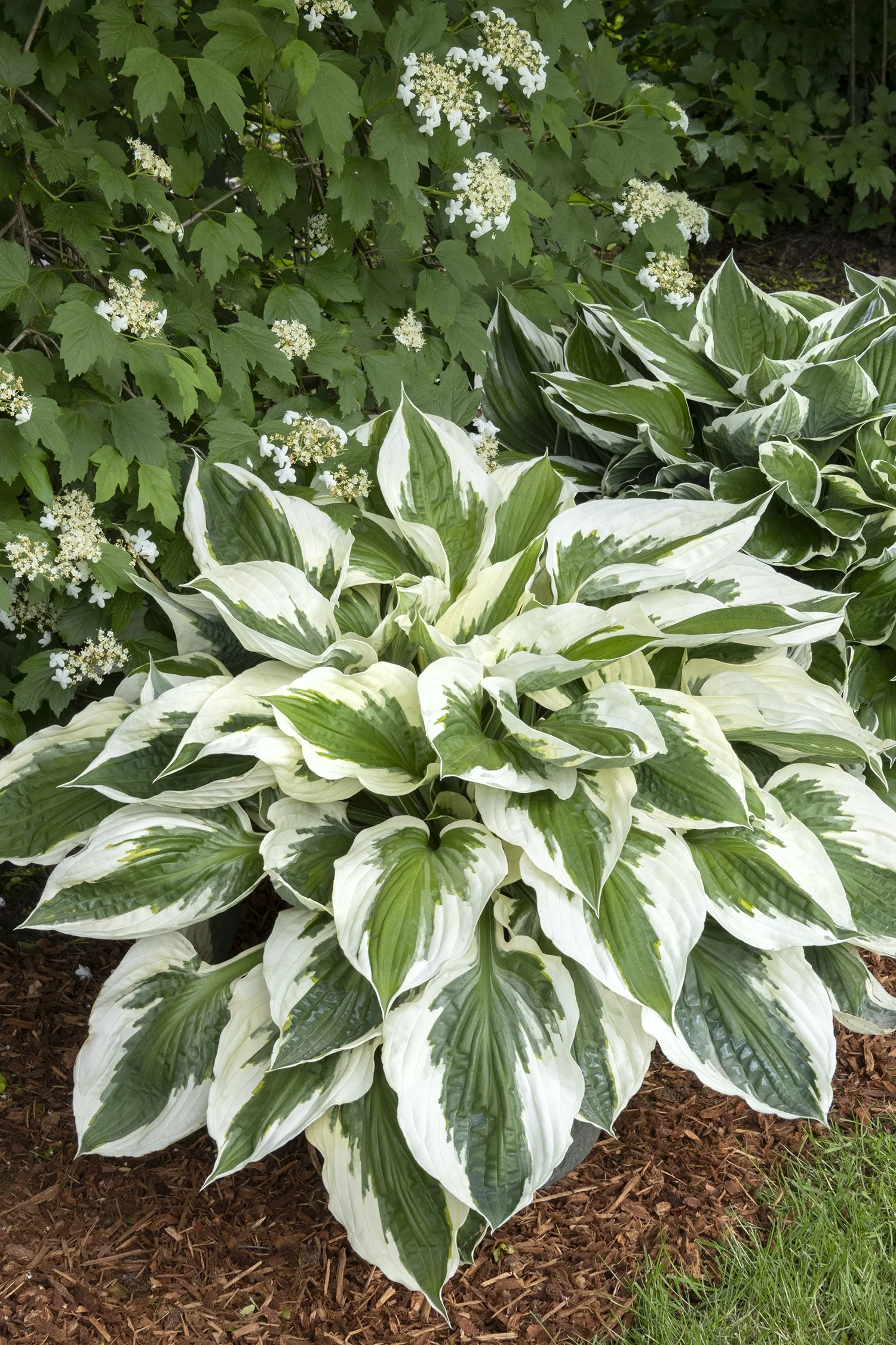 Patriot Hosta 4 Patriot Hosta
