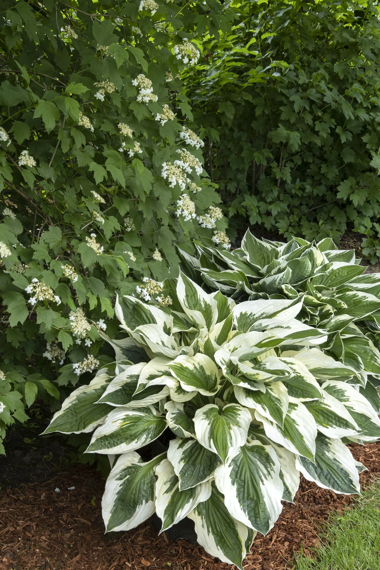 Patriot Hosta 5 Patriot Hosta