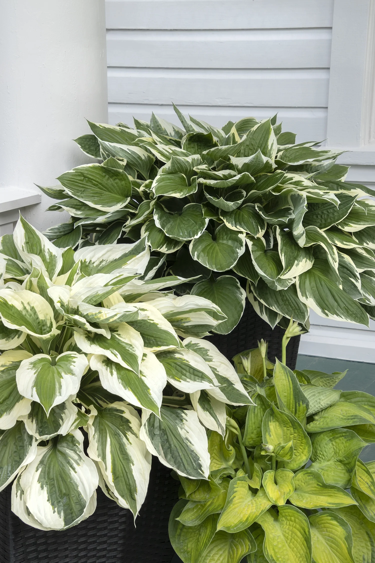 Patriot Hosta 6 Patriot Hosta