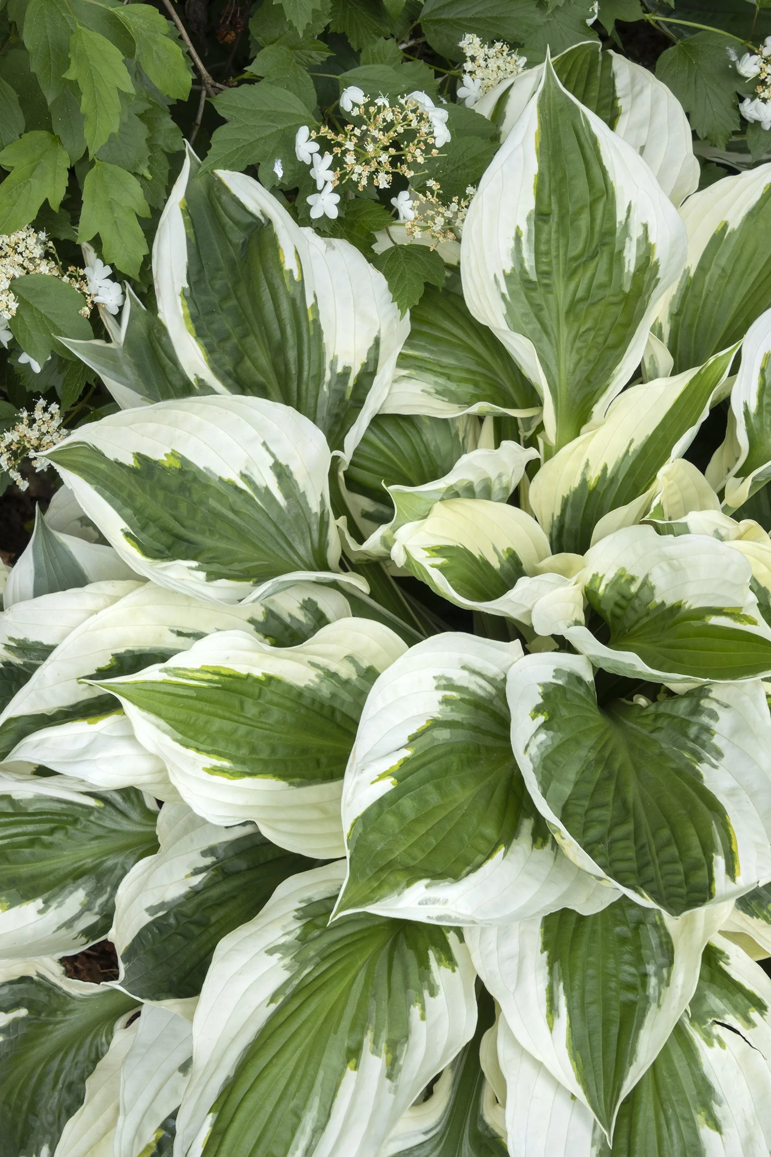 Patriot Hosta 7 Patriot Hosta
