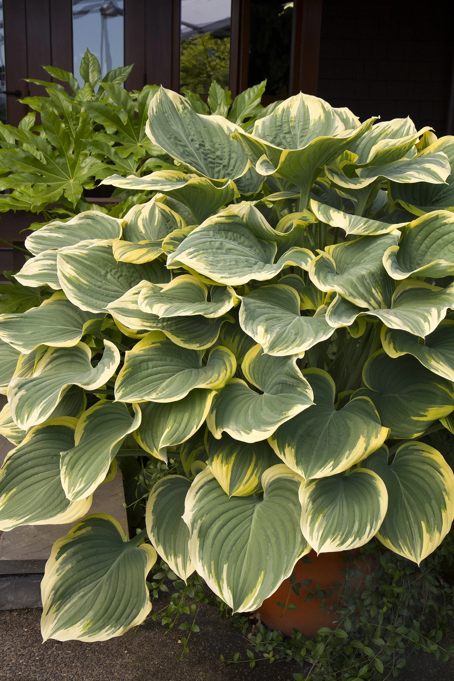 Sagae Hosta 1 Sagae Hosta